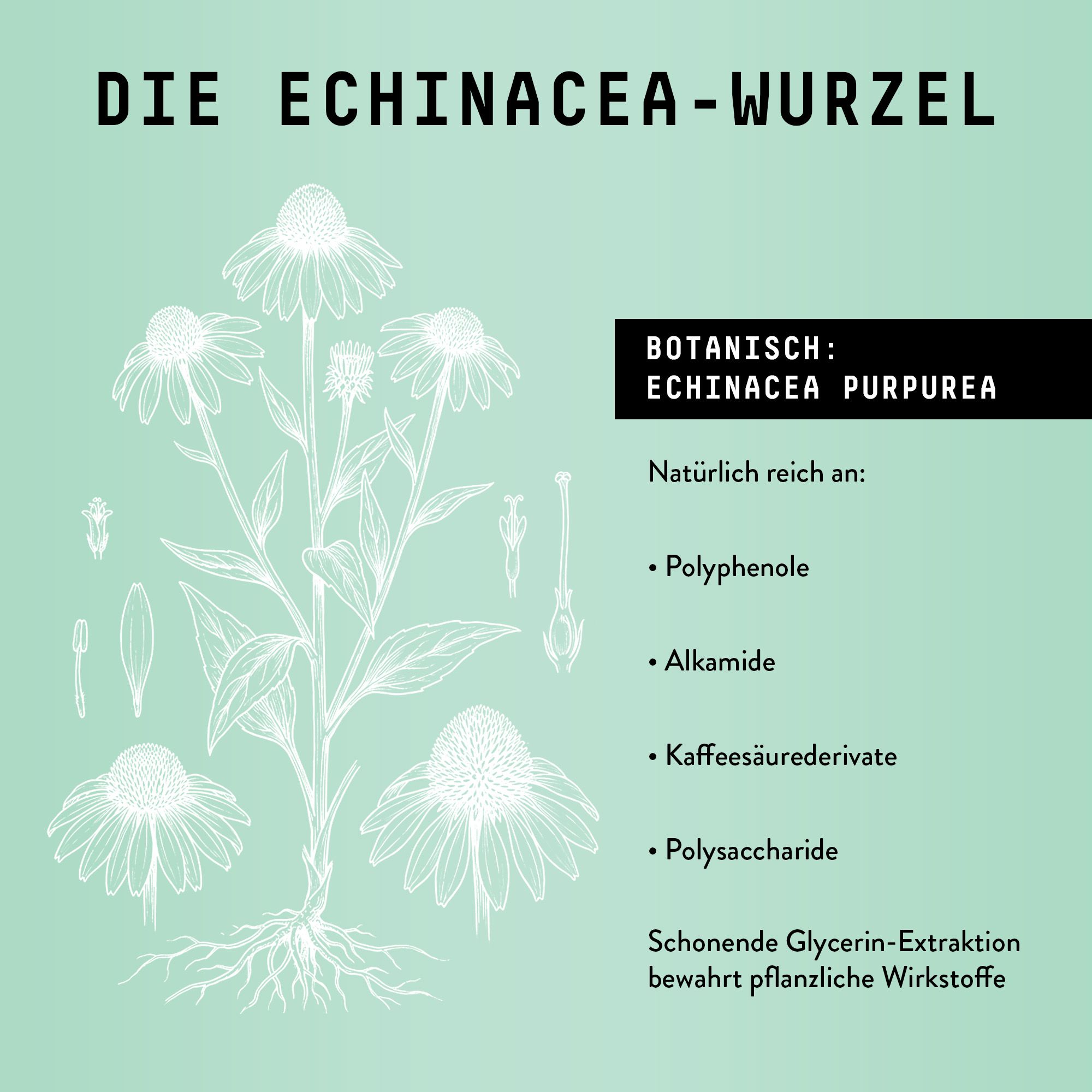 Zeichnung einer Echinacea-Pflanze mit Wurzeln. Text über Inhaltsstoffe: Polyphenole, Alkamide, Kaffeesäurederivate, Polysaccharide.