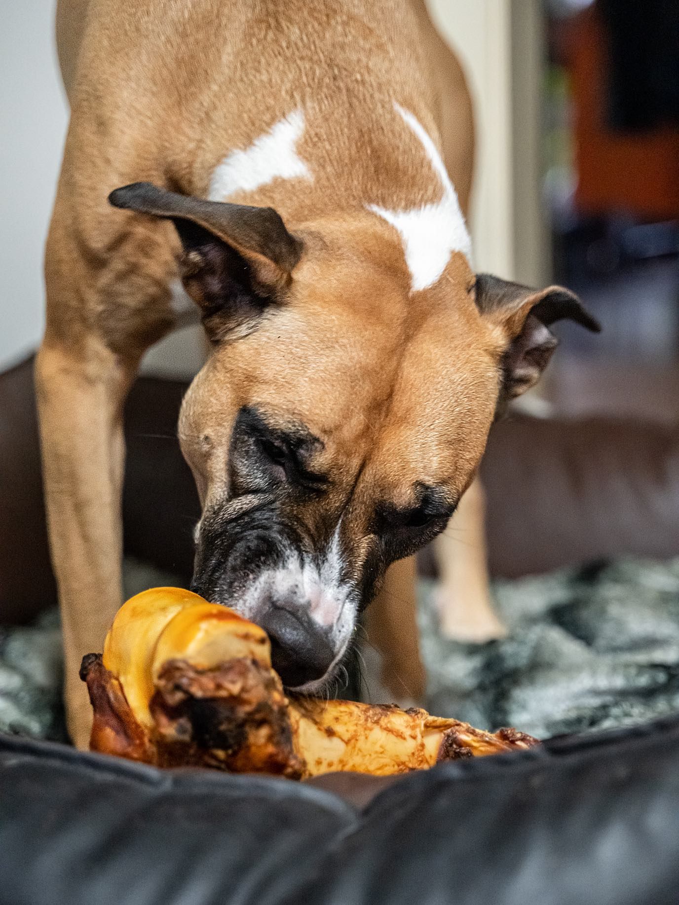 Ein Hund kaut auf einem großen, gebräunten Knochen. Mehrere Hirsch-Ohren liegen daneben.