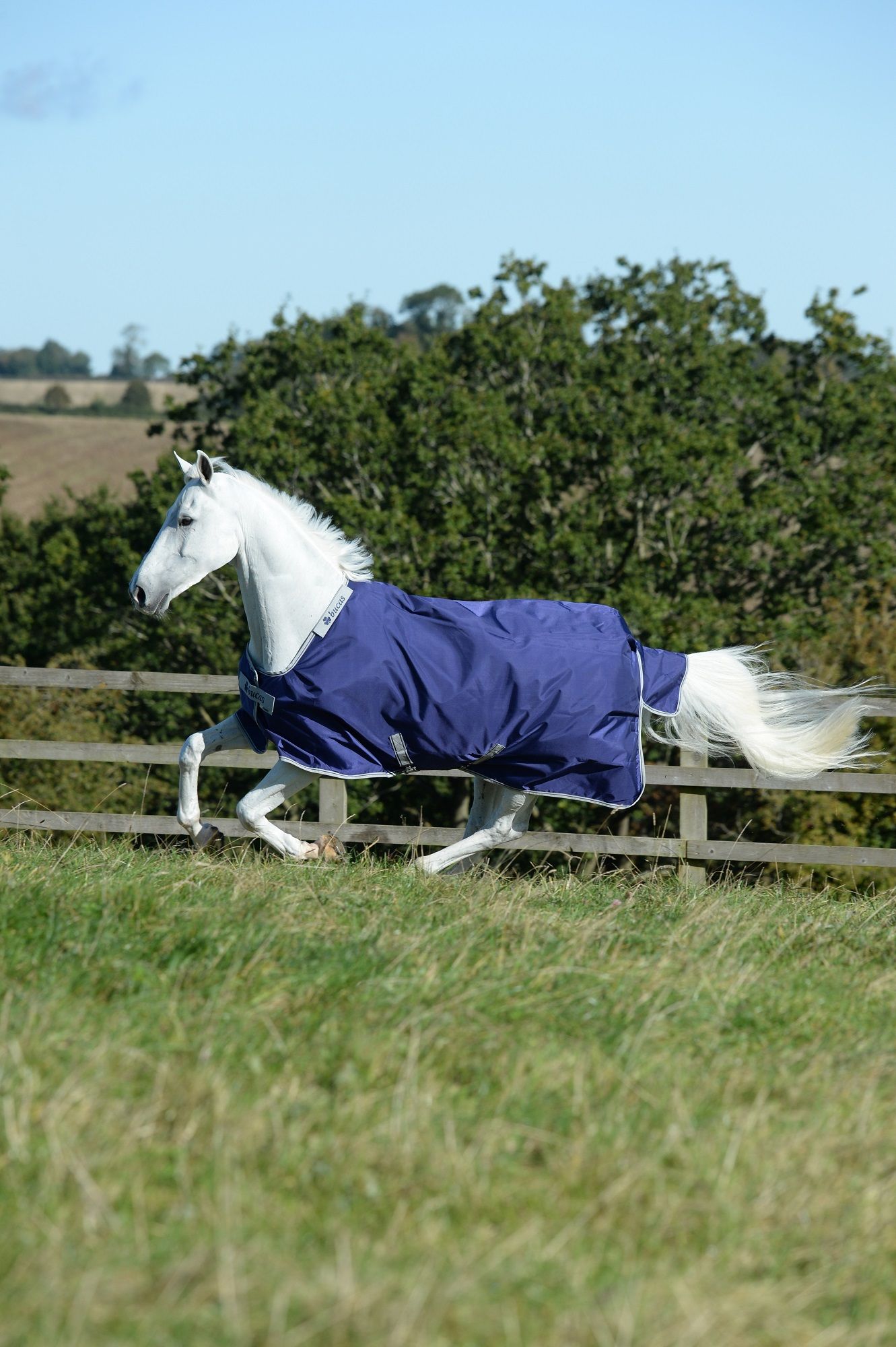 Weißes Pferd mit dunkelblauer Decke. Decke mit weißer Umrandung. Pferd rennt auf einer Wiese.