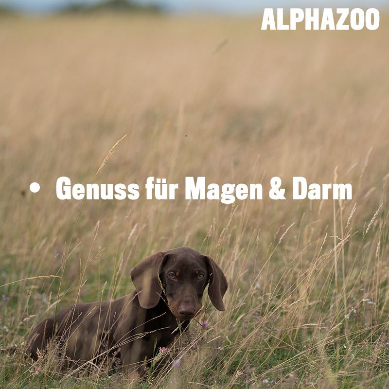 ALPHAZOO Fauchi Bauchi