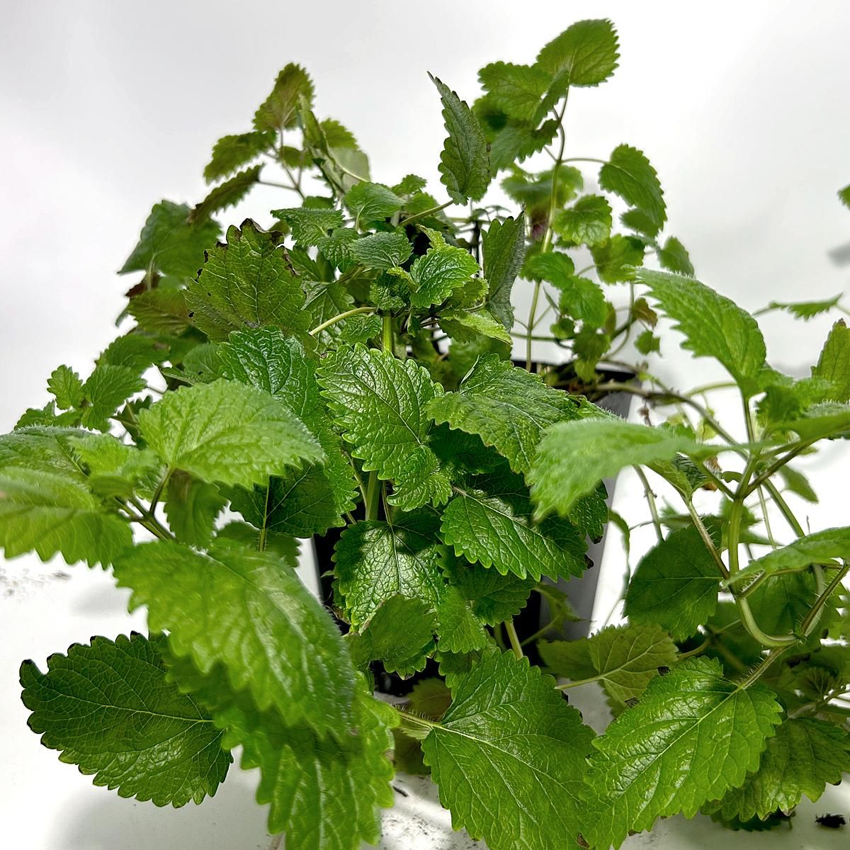 SMART GREENS ZITRONENMELISSE getrocknet, 30g