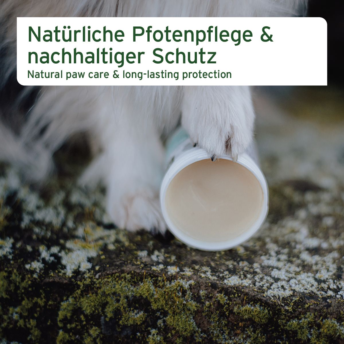 Weißer Tiegel mit Balsam, Pfote berührt den Tiegel. Text: Natürliche Pfotenpflege & nachhaltiger Schutz.