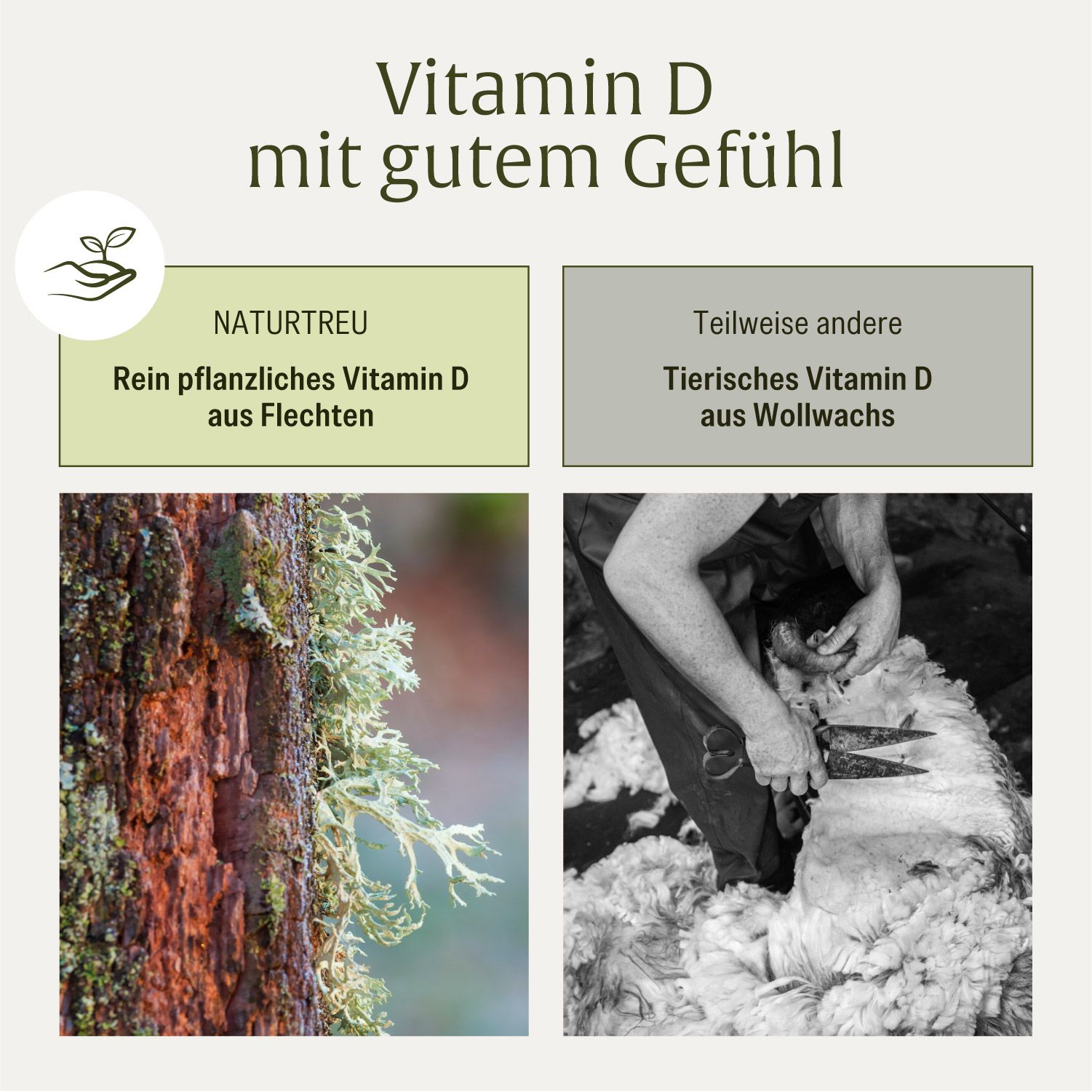 Vergleich von pflanzlichem Vitamin D aus Flechten und tierischem Vitamin D aus Wollwachs. Zeigt Flechten auf einem Baumstamm und Schafschur.