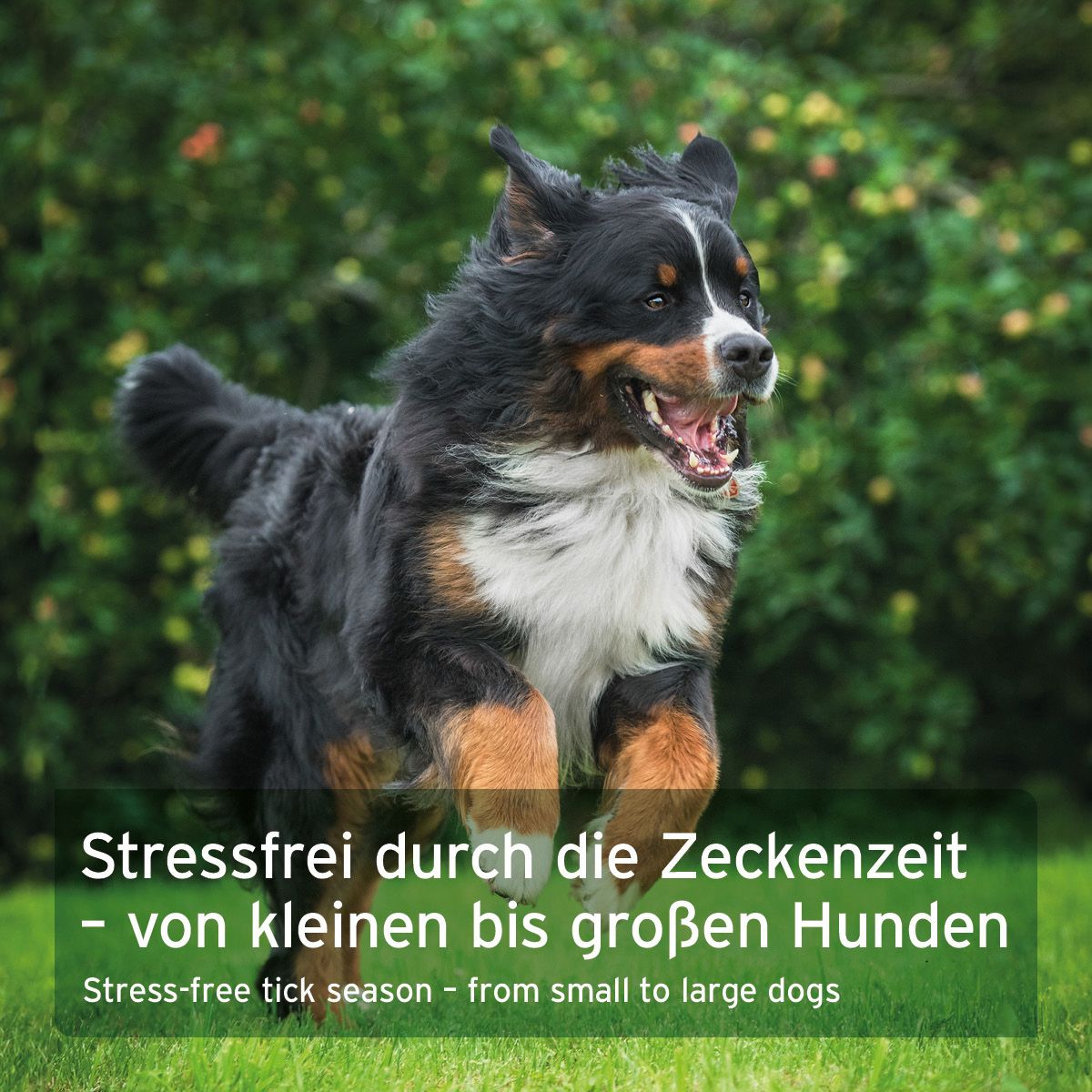 Hund rennt auf einer Wiese. Text: Stressfrei durch die Zeckenzeit - von kleinen bis großen Hunden.