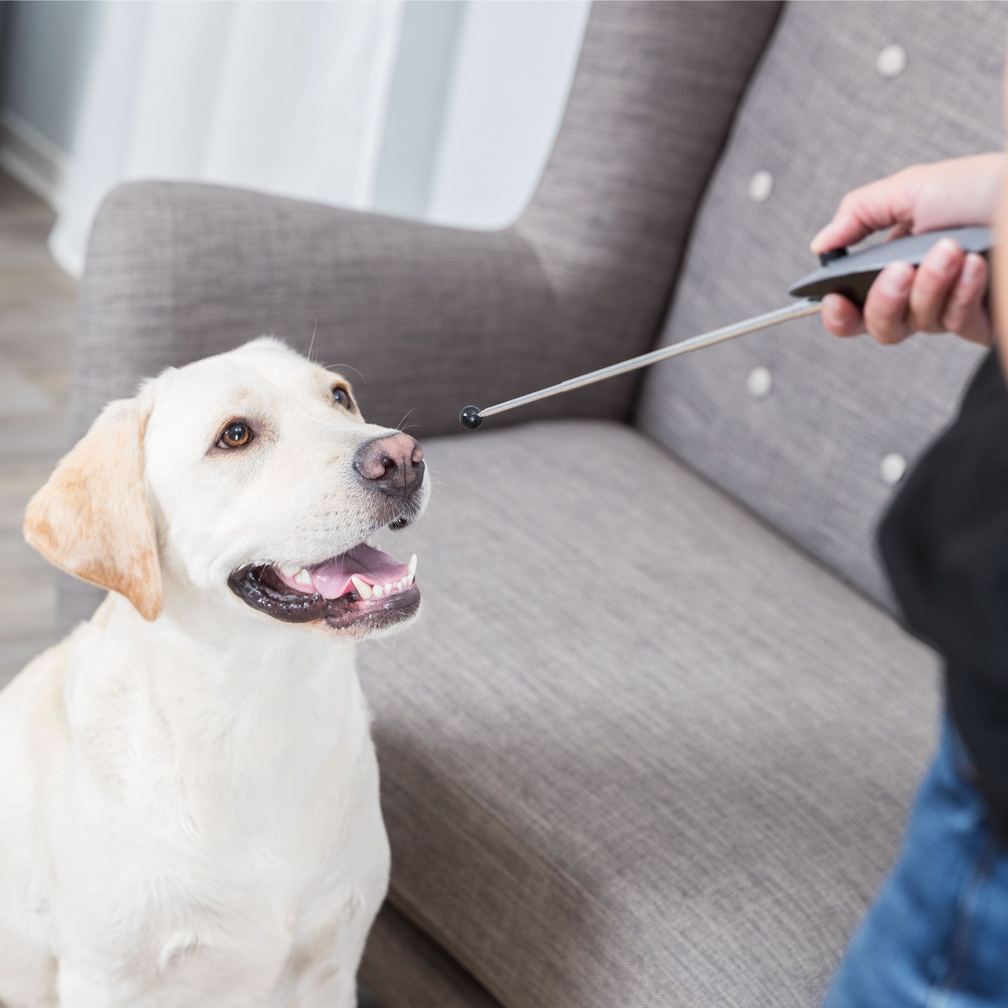 Target Stick mit Clicker - optimal für Erziehung und Ausbildung ausziehbar