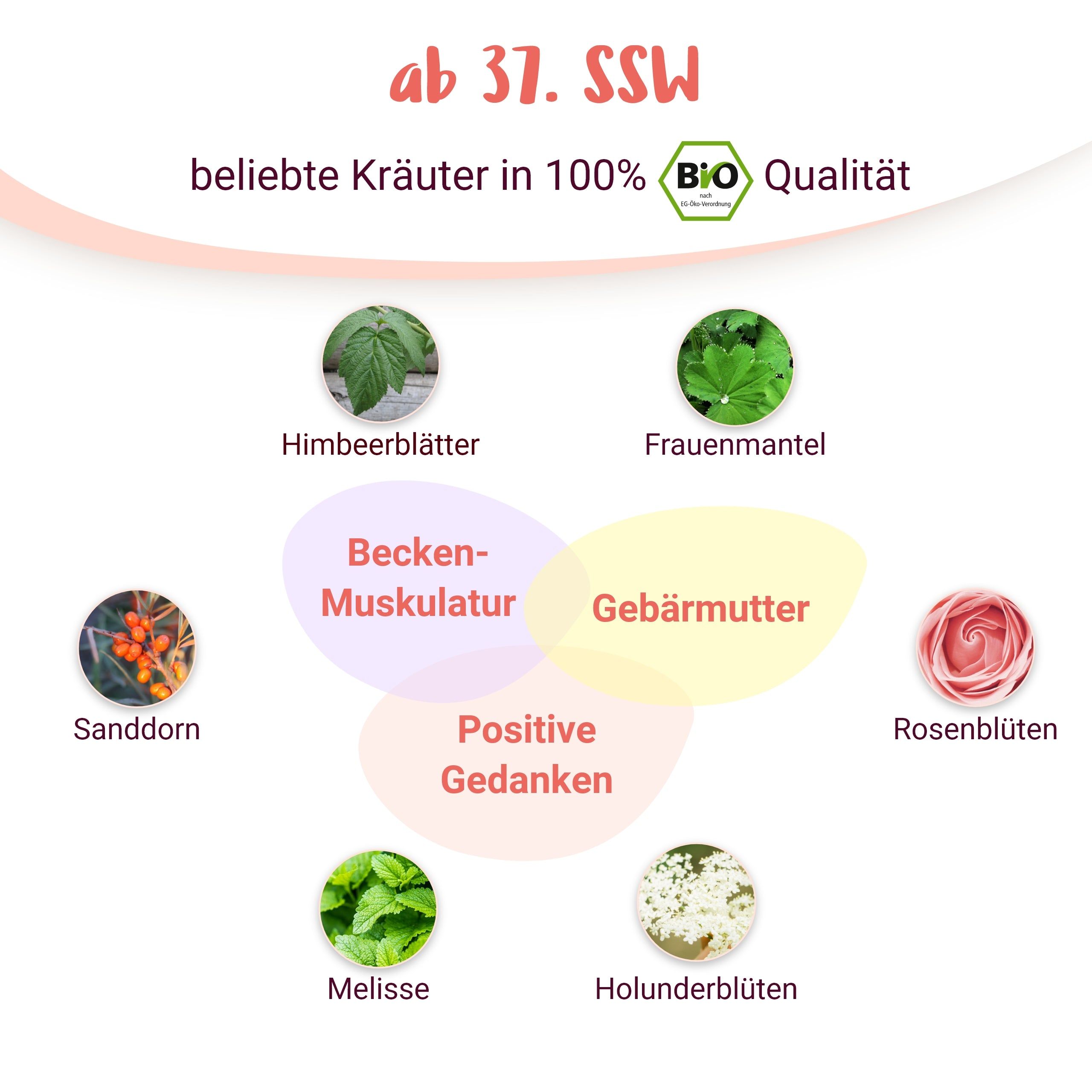 Geburtsvorbereitung BIO Schwangerschaftstee  mit Himbeerblättern und Frauenmantel - von PregniVital®