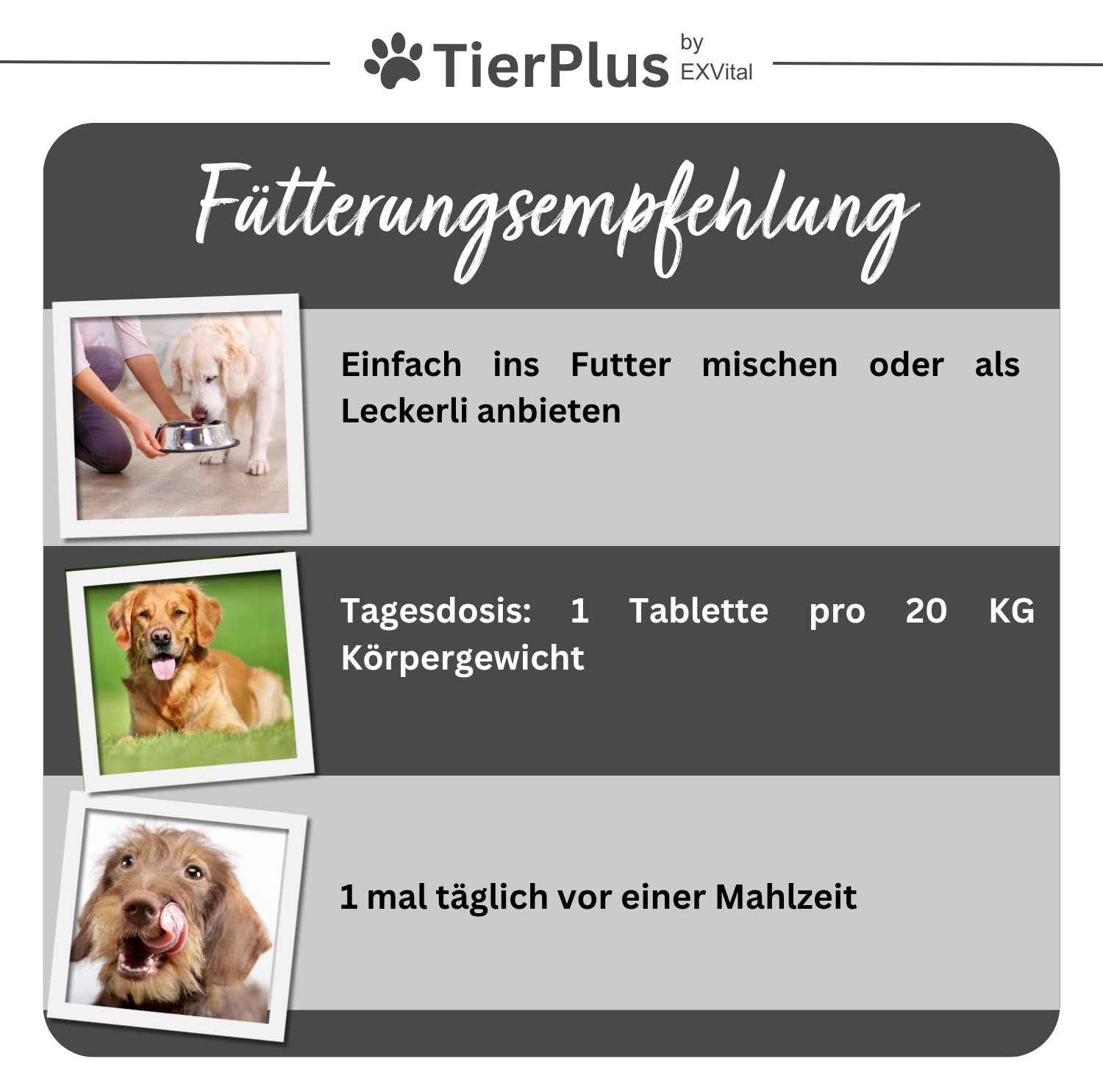 Fütterungsempfehlung für TierPlus Gelenktabs: Hund frisst aus Napf, Hund liegt, Hund leckt sich die Schnauze. Tagesdosis: 1 Tablette pro 20 kg.