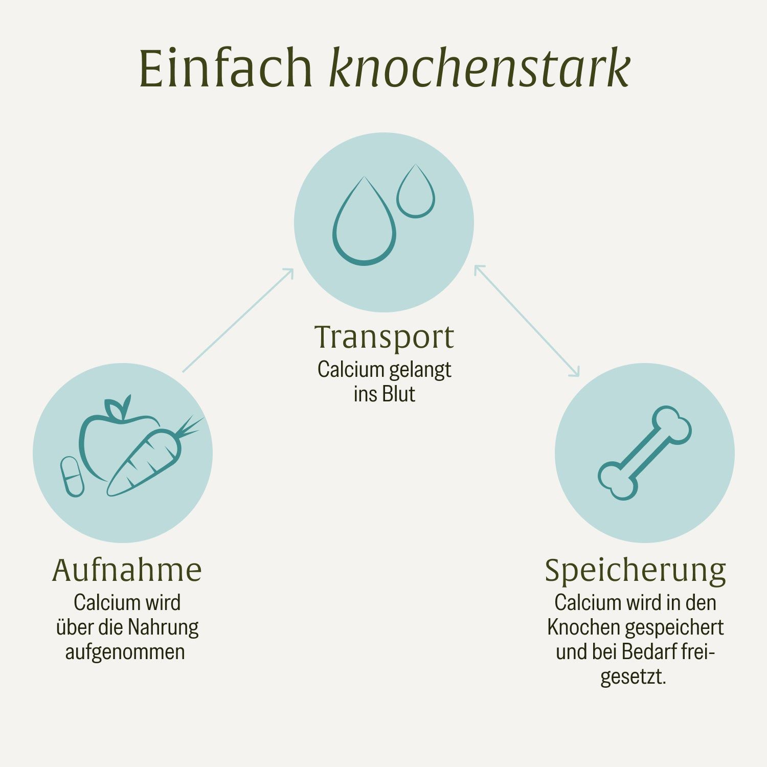 Grafik mit drei Kreisen: Aufnahme, Transport und Speicherung von Calcium für Knochen.