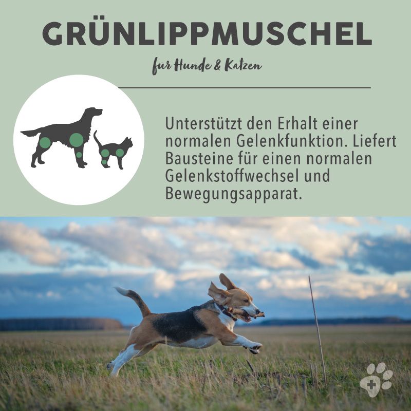 PAWS&PATCH GRÜNLIPPMUSCHEL Pulver für Hunde, Katzen und Pferde