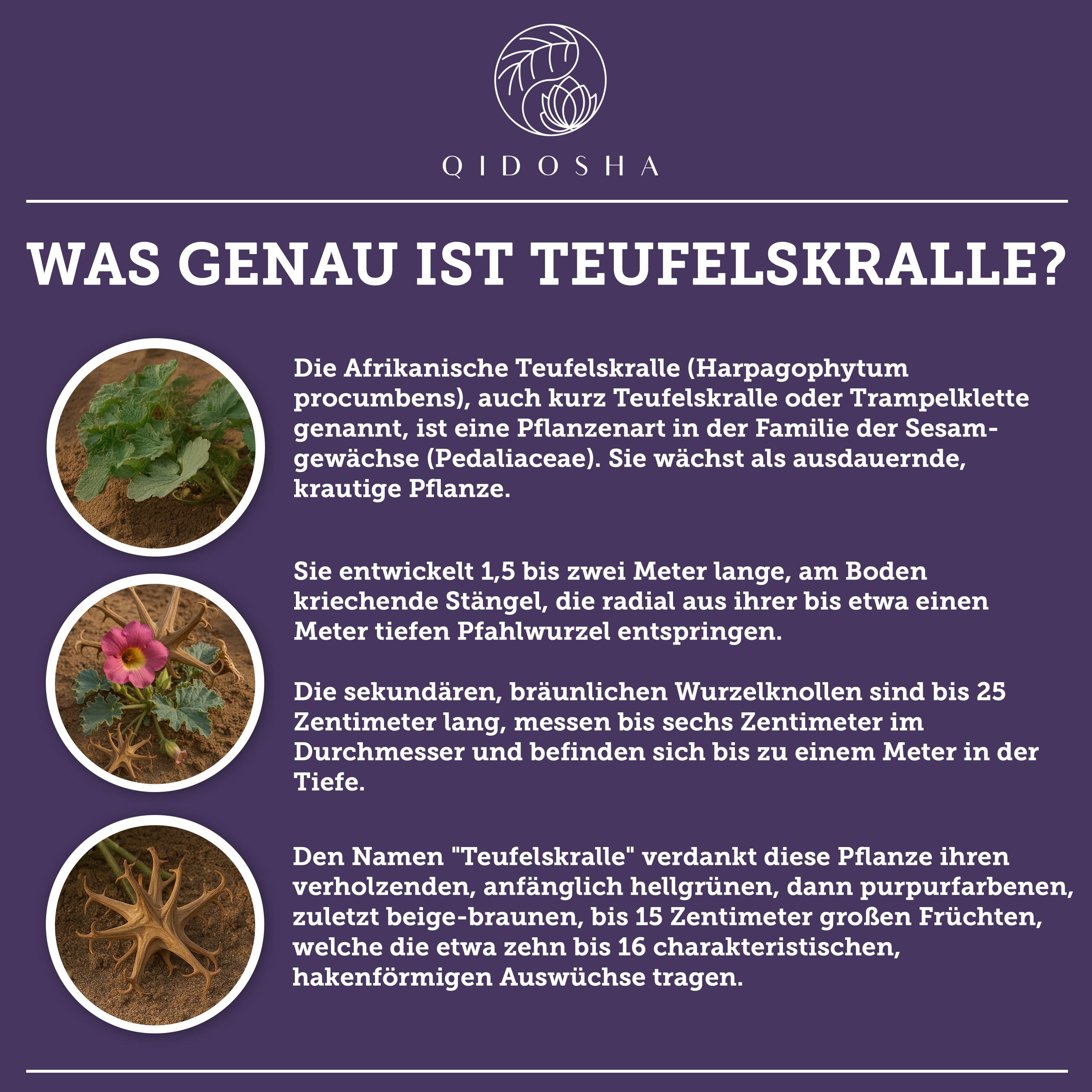 QIDOSHA Bio Teufelskralle Extrakt