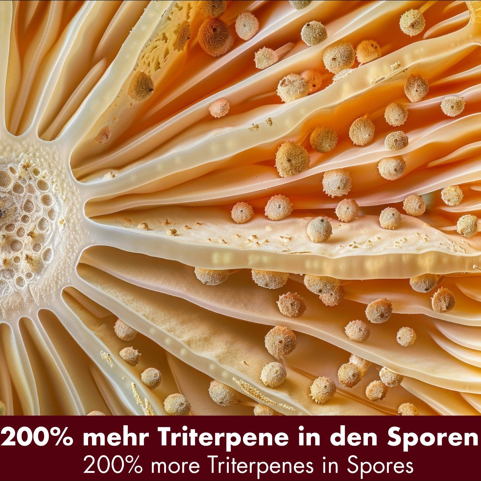 Goodwei Reishi Sporenpulver - Ganoderma Lucidum Vitalpilz