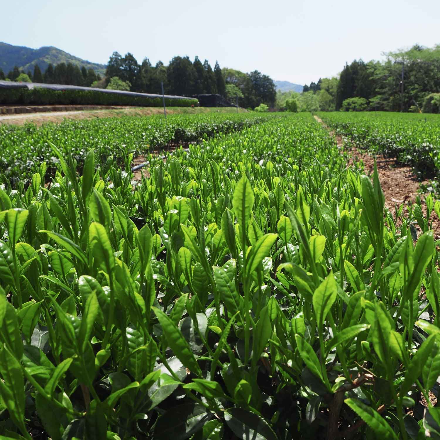 tea exclusive - Gyokuro Sae Jap. Grüner Tee bio