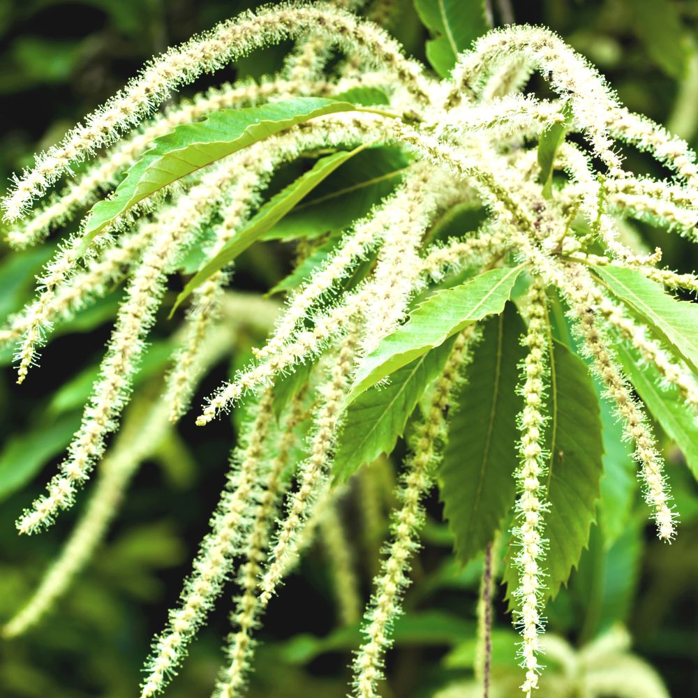 PHI Essences - Sweet Chestnut Bachblüte Nr. 30
