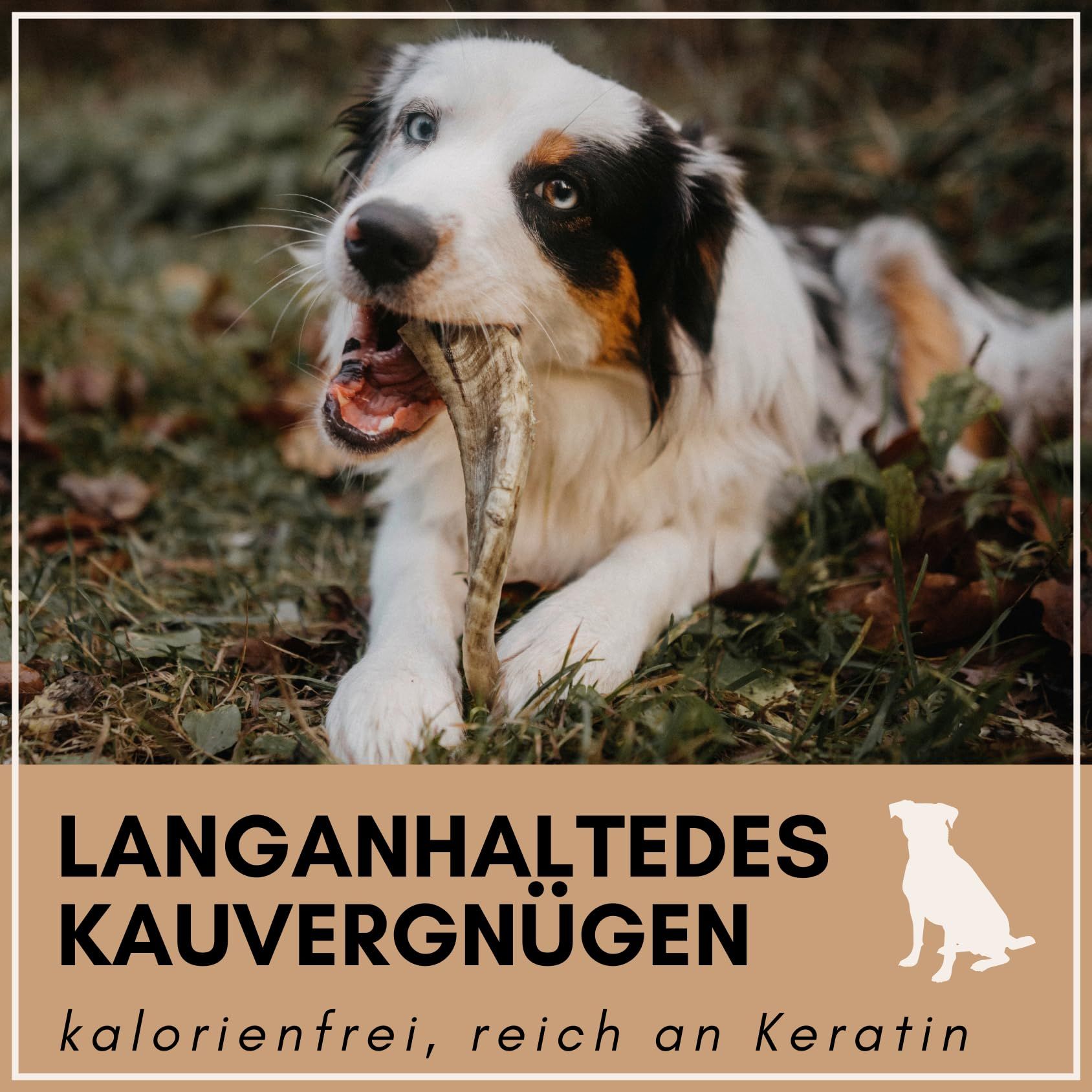 Hund liegt auf Gras und kaut auf einem Schafhorn. Text: Langanhaltendes Kauvergnügen, kalorienfrei, reich an Keratin.