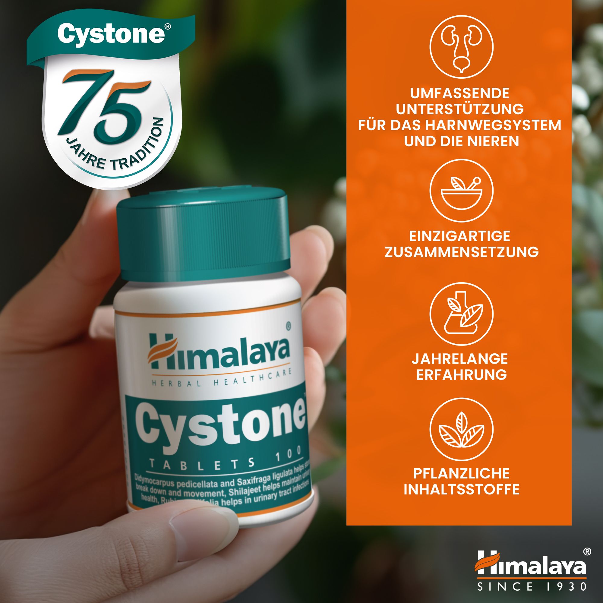 Hand hält Himalaya Cystone Tablettenflasche, feiert 75 Jahre Tradition.