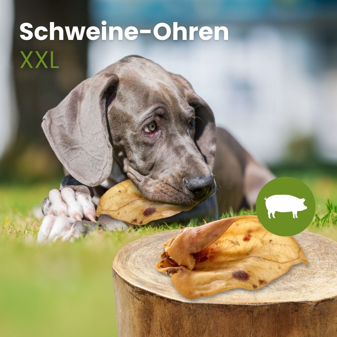 XXL Schweineohr: Ein Hund kaut auf einem Schweineohr. Nahaufnahme eines Schweineohrs auf einem Baumstamm.