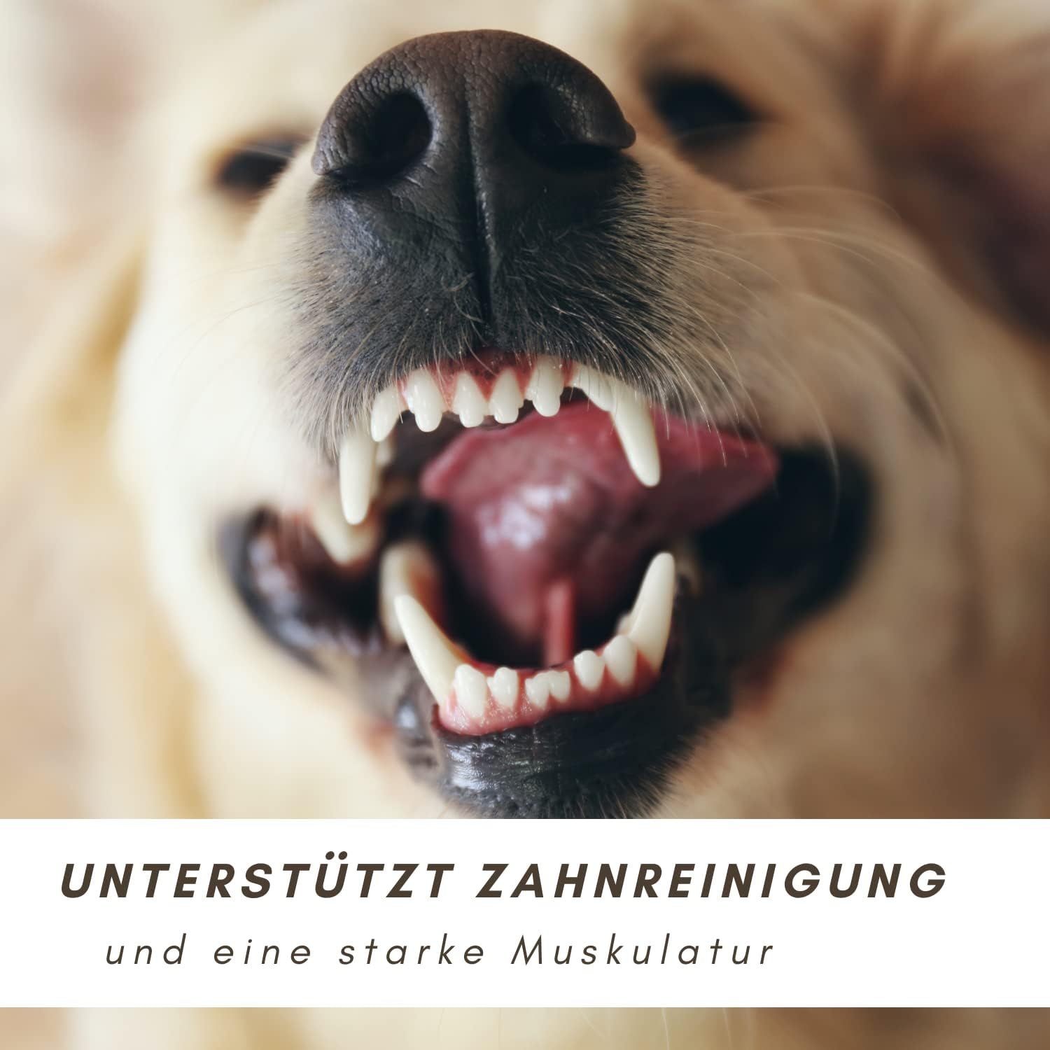 Supravit Kälberohren für Hunde | schmackhafte Kauartikel als Hundeleckerlis für Große & Mittlere