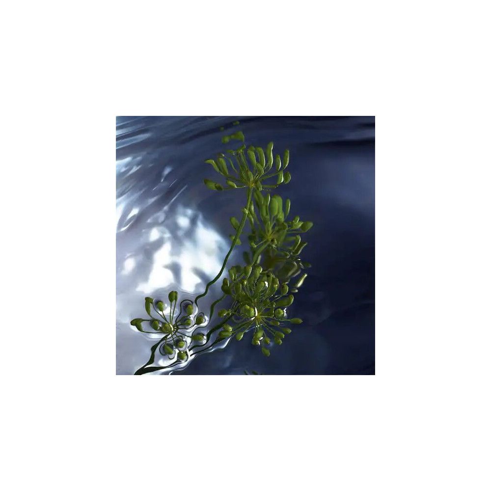 Grüne Pflanze in Wasser. Dunkelblauer Hintergrund.