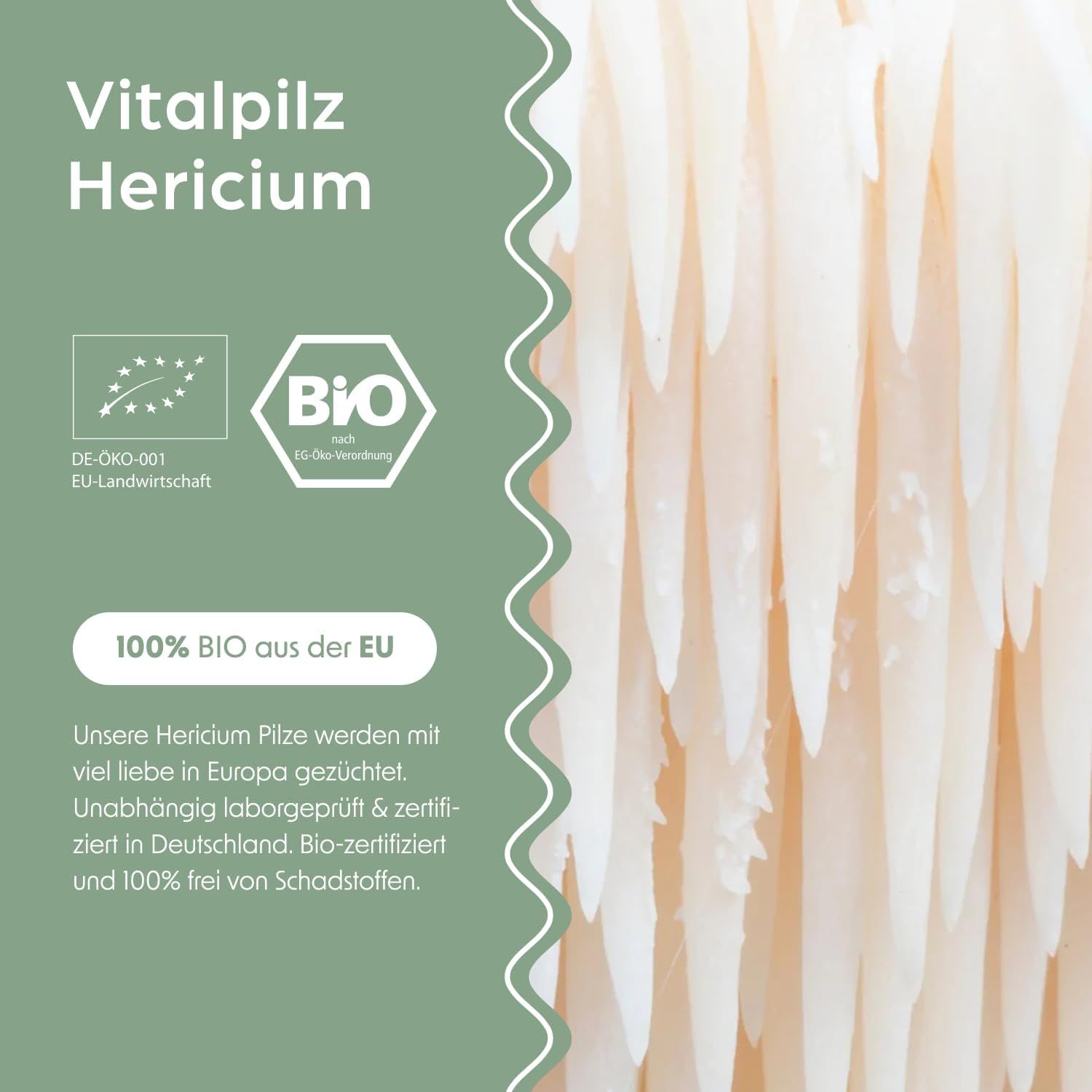 Text: Vitalpilz Hericium, 100% BIO aus der EU. Bio-Zertifizierung. Pilze in Europa gezüchtet und zertifiziert.