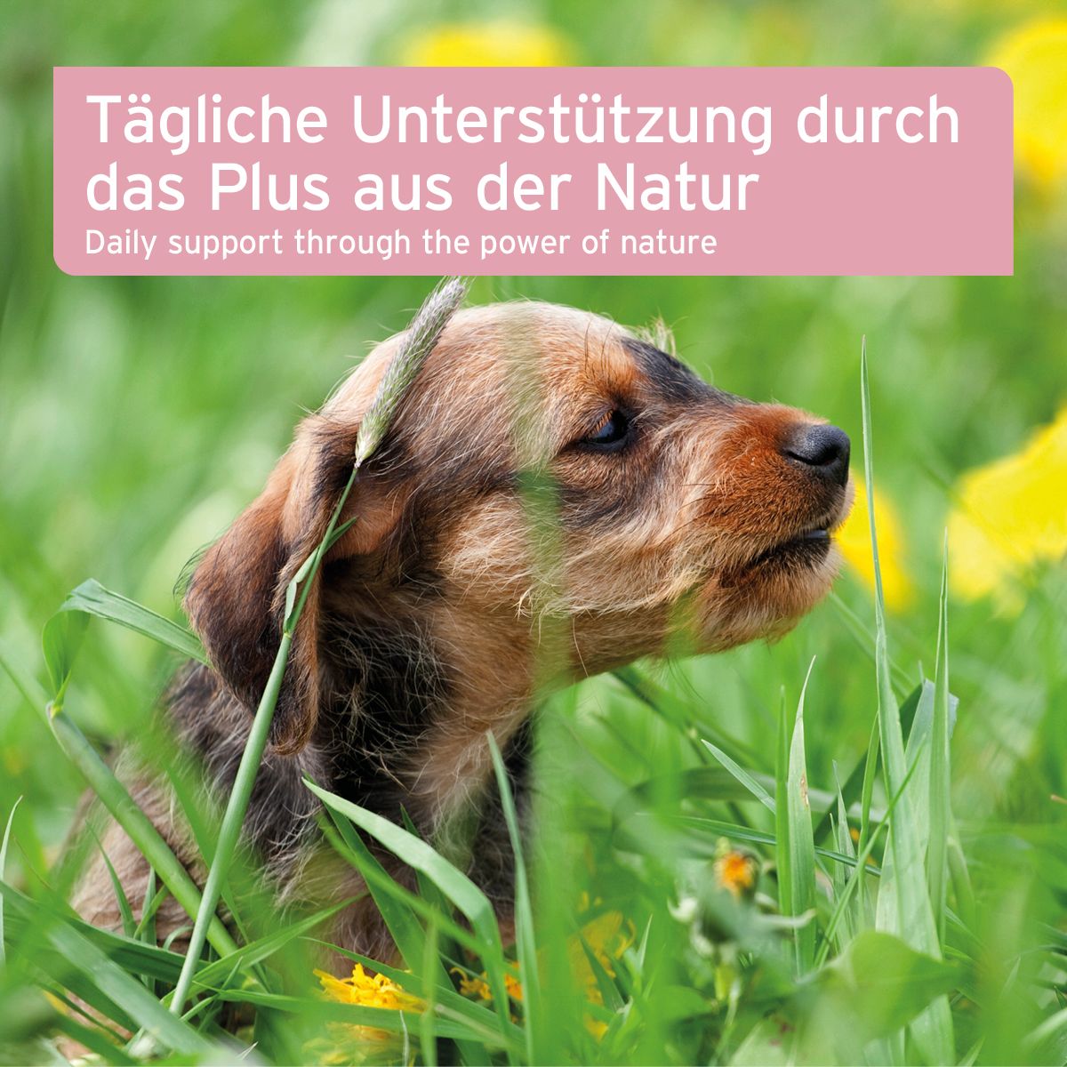 Hund im Gras. Text: Tägliche Unterstützung durch das Plus aus der Natur.