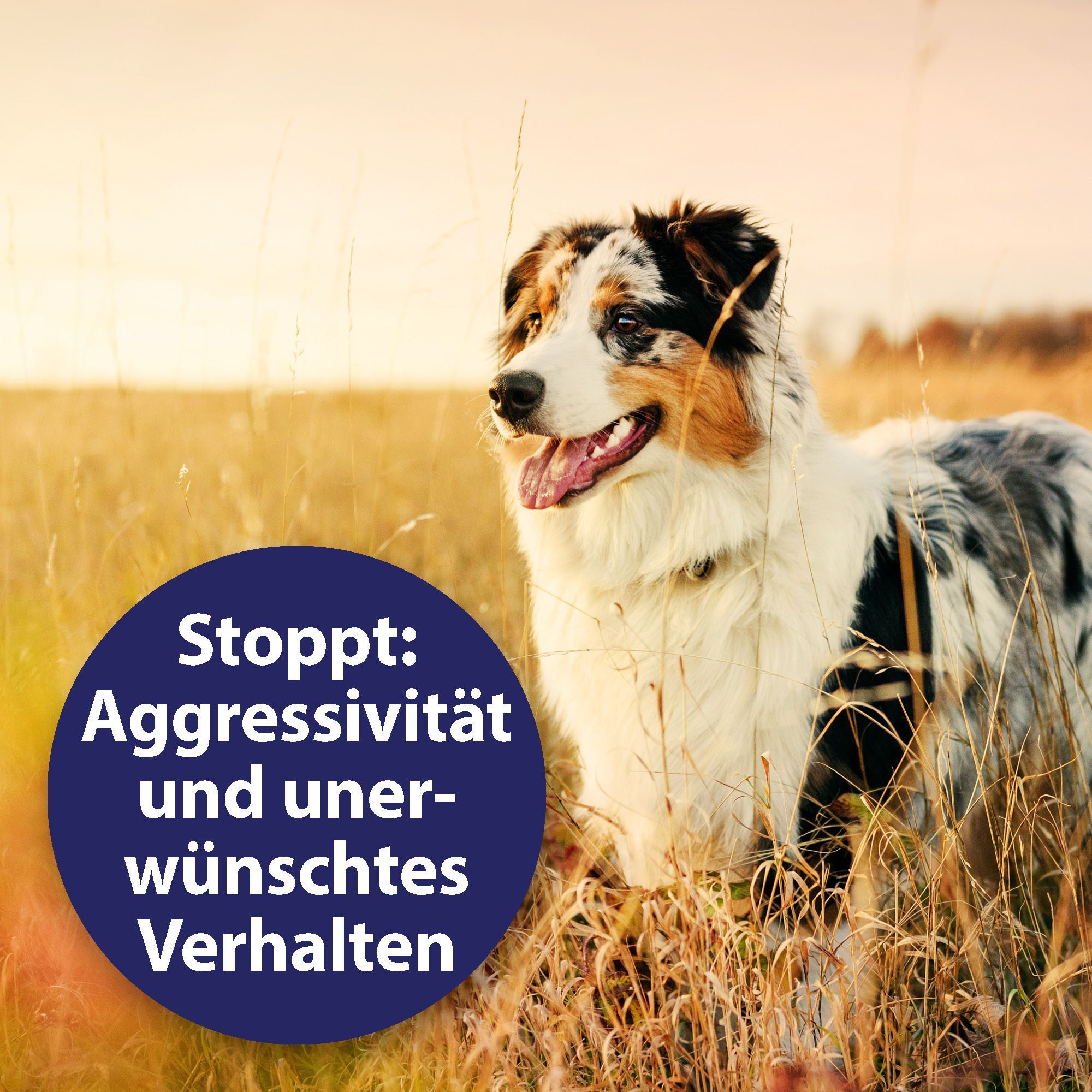 Ein Hund im Feld. Blaues Schild mit Text: 'Stoppt: Aggressivität und unerwünschtes Verhalten'.