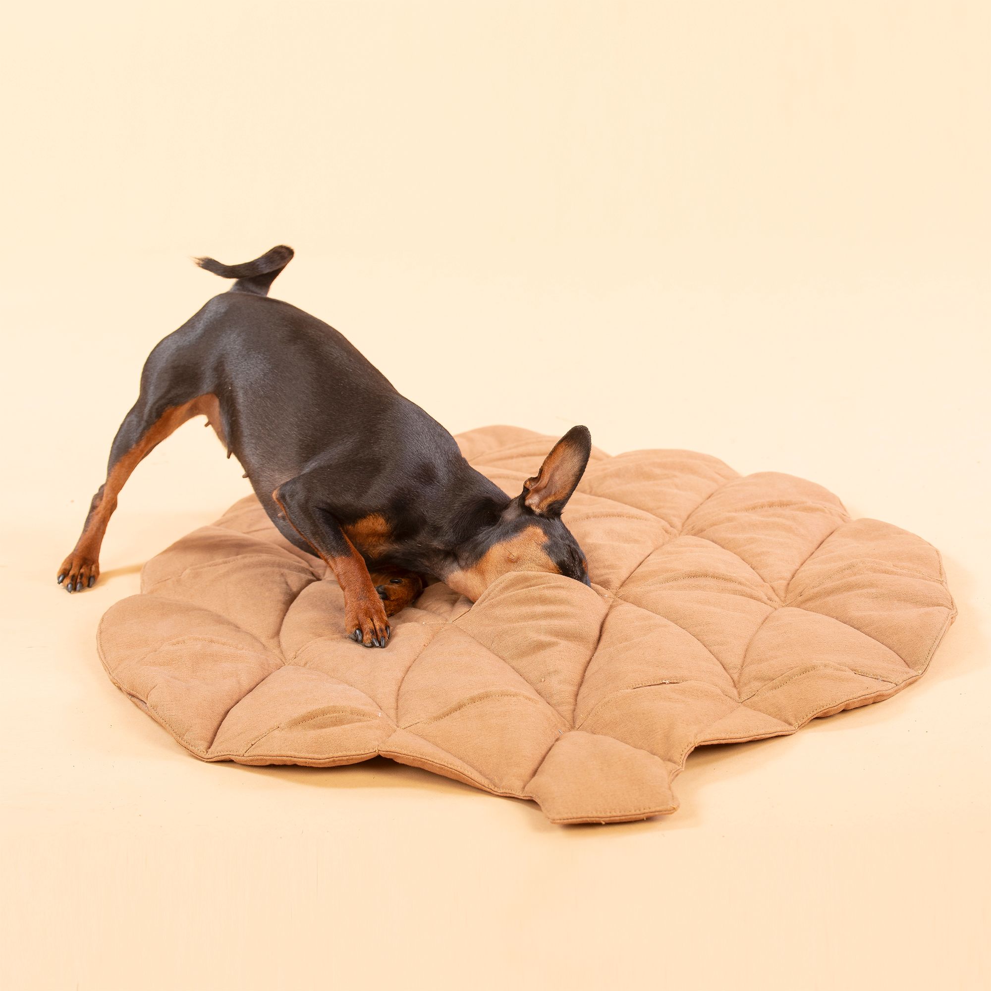 Kleiner Hund auf brauner, kissenförmiger Matte in Zapfenform. Der Hund schnuppert.