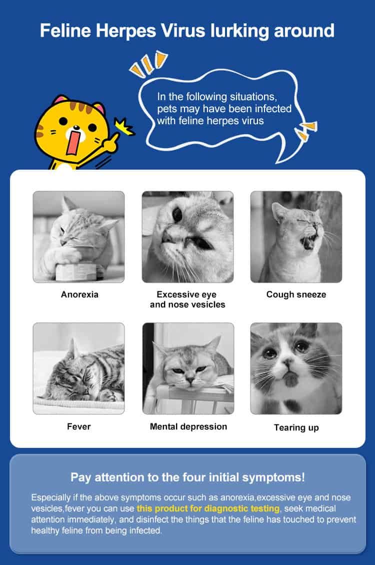 Informationen über Katzensymptome wie Anorexie, Husten und Fieber im Zusammenhang mit Feliner Herpesvirus.