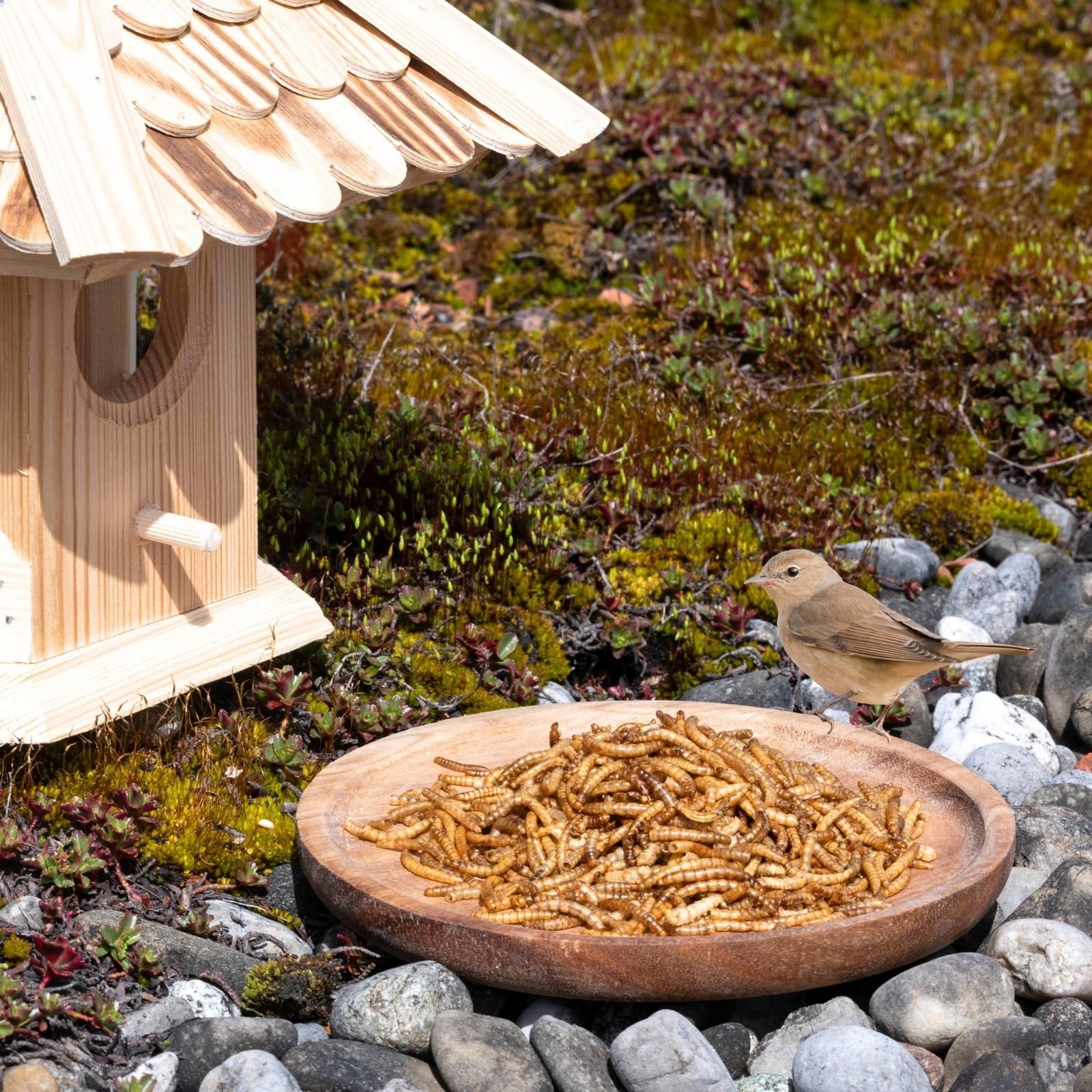 Getrocknete Mehlwürmer auf einem Vogelhaus-Futterteller, mit einem Vogel in der Nähe.