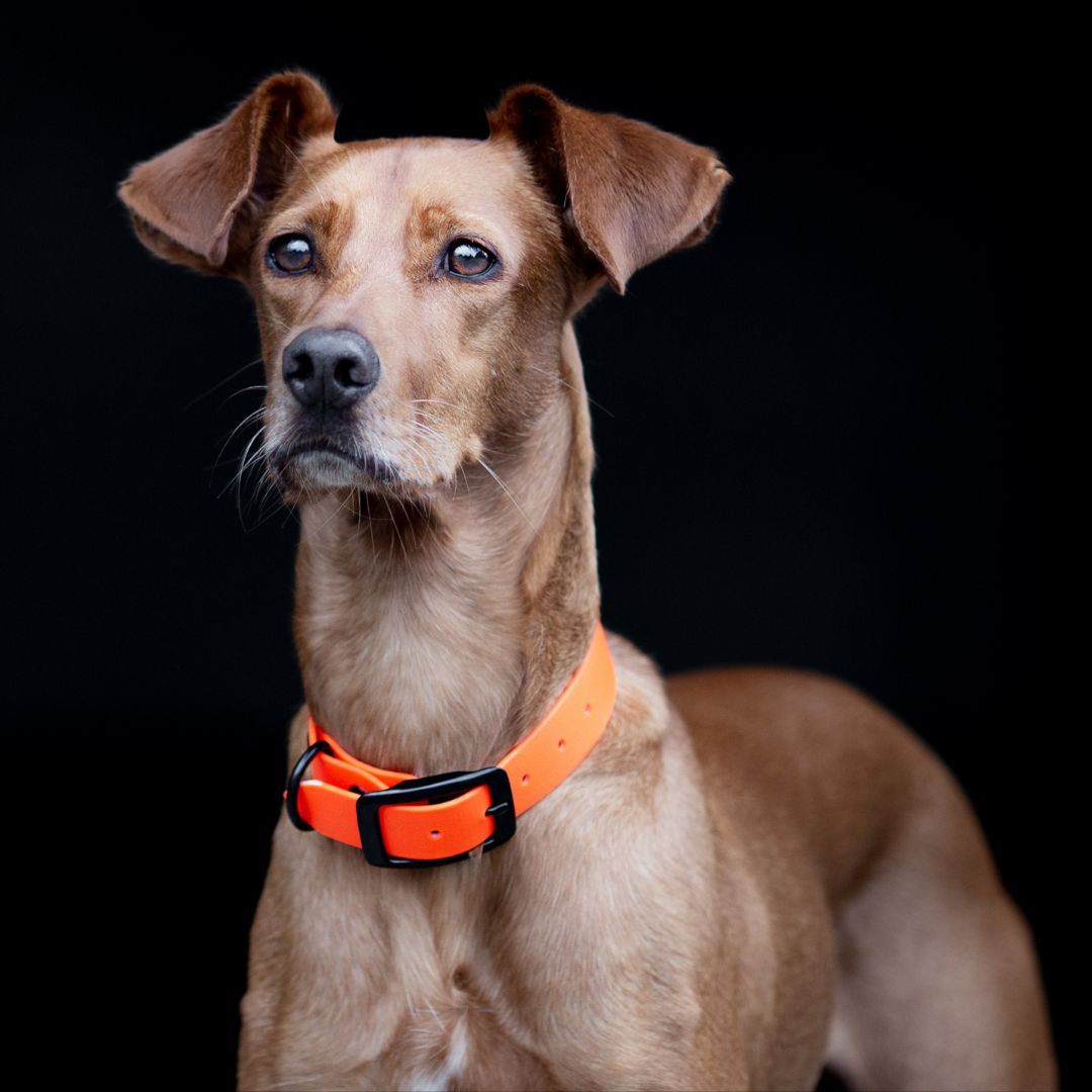 BioThane® Hundehalsband NEO Neon Orange - WOOFSTUFF