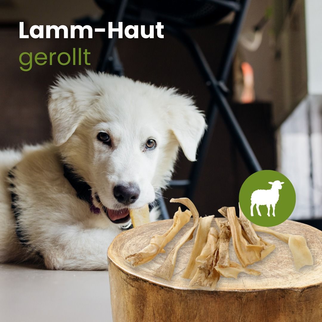 Ein weißer Welpe kaut auf einem Stück gerollter Lammhaut.