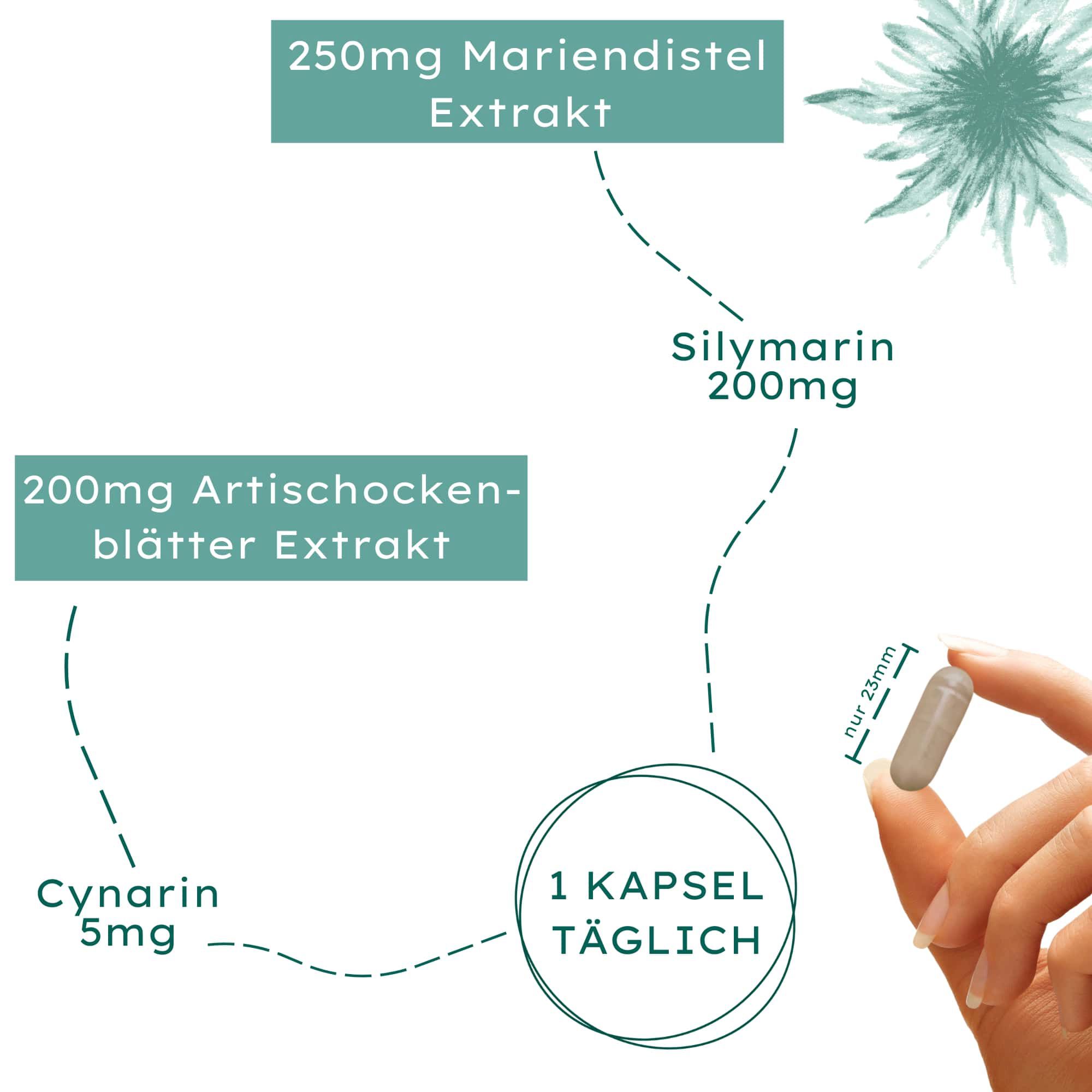 Grafische Darstellung der Inhaltsstoffe: 250mg Mariendistel Extrakt, 200mg Artischockenblätter Extrakt, Silymarin 200mg, Cynarin 5mg. 1 Kapsel täglich.