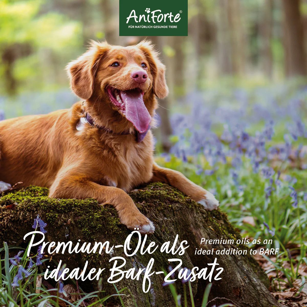 Hund liegt auf Baumstumpf. Text: Premium-Öle als idealer Barf-Zusatz. AniForte Logo.