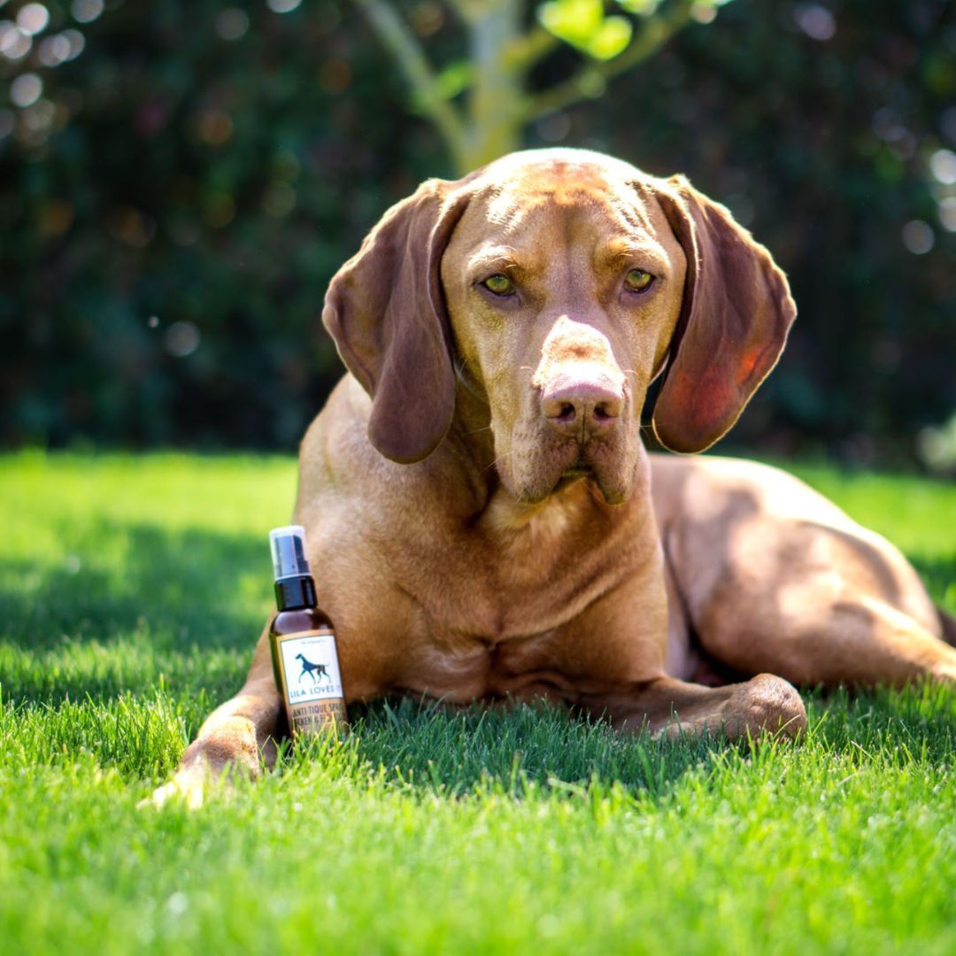 Hund liegt auf Rasen neben Sprühflasche. Flasche mit Etikett, das einen Hund zeigt. Braune Flasche mit Sprühkopf.