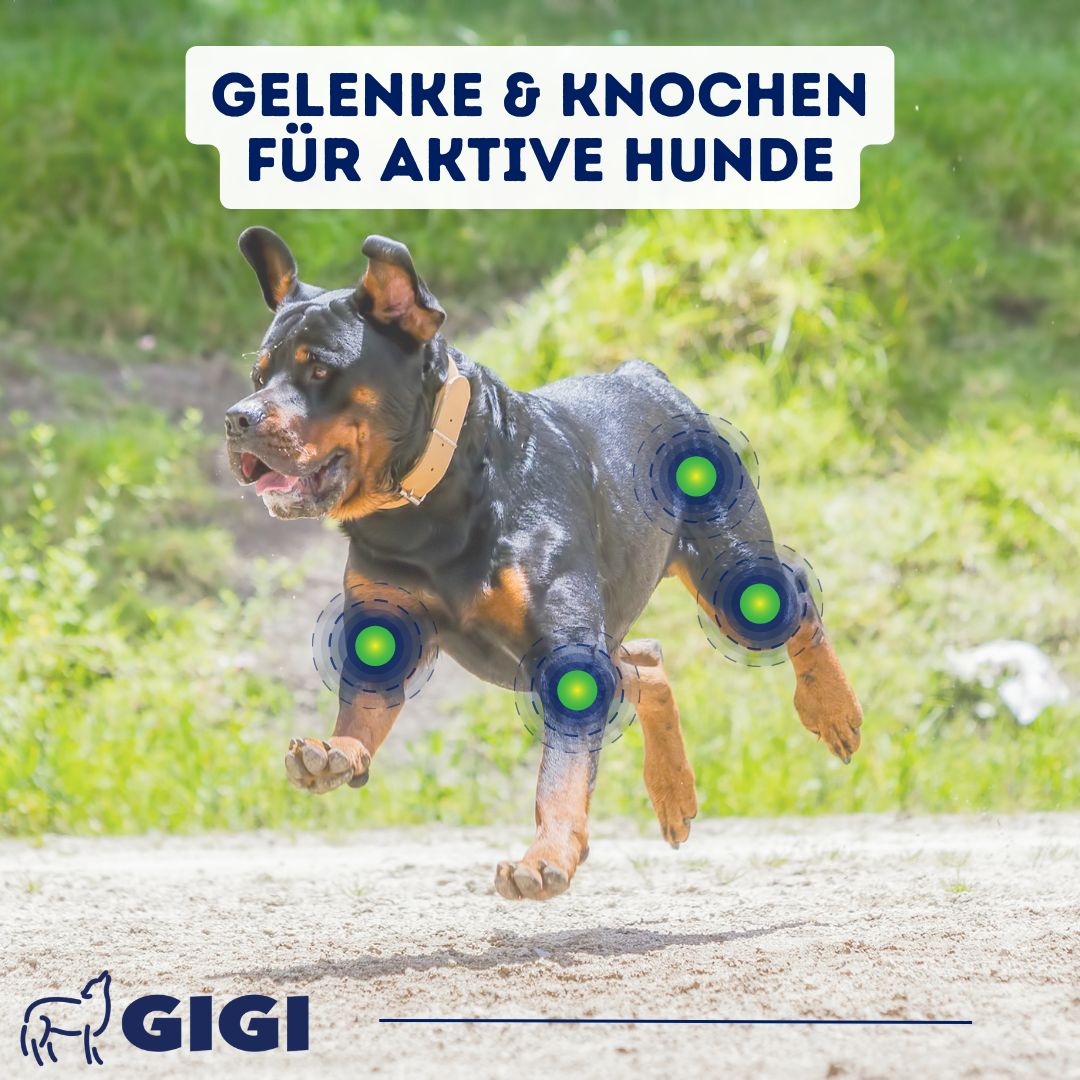 GIGI VET Aktive Hunde Gelenke & Knochen