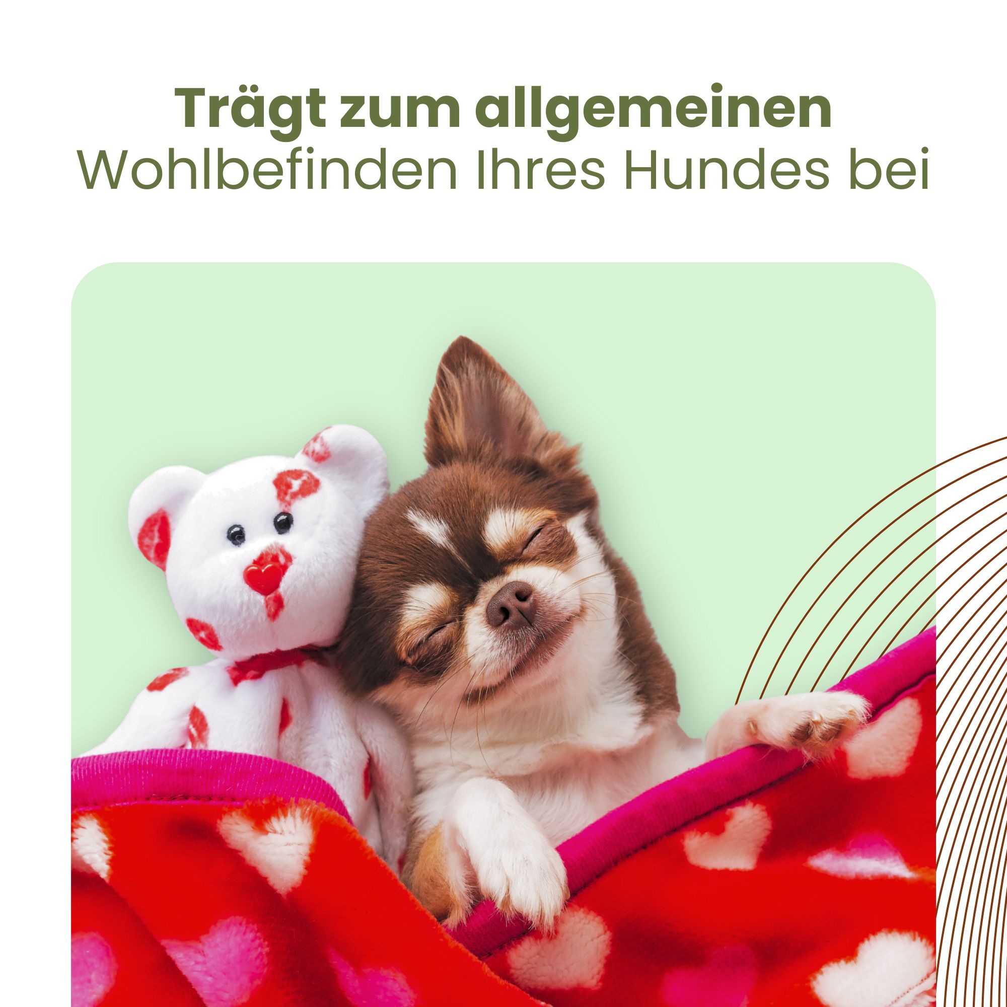 CBD-Öl für das Wohlbefinden von Hunden mit beruhigender Wirkung | EU4DOG - Eusphera