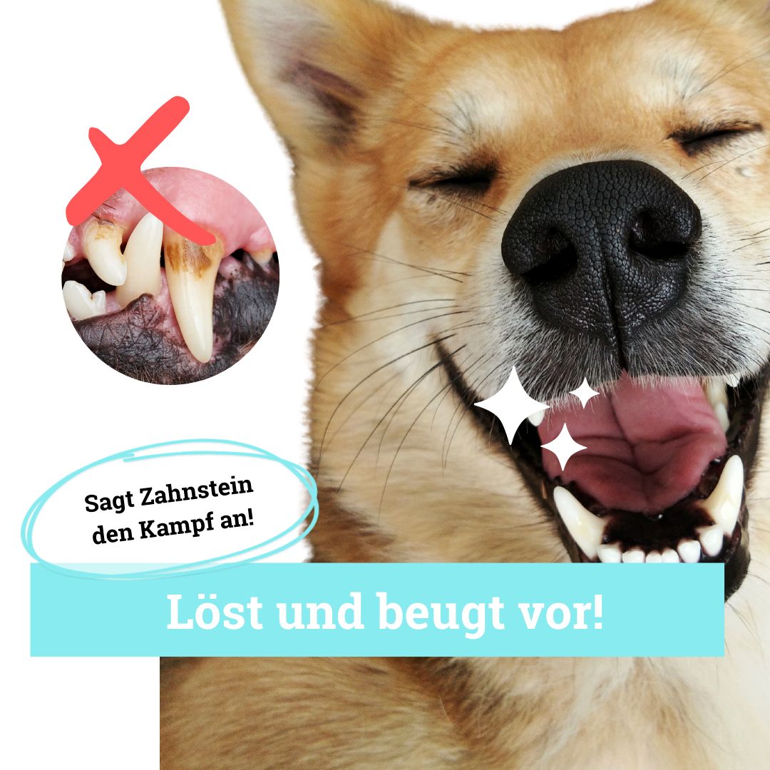 Hund mit geöffnetem Maul und weißen Zähnen. Daneben ein Bild mit schlechten Zähnen und ein rotes Kreuz. Text: Löst und beugt vor!