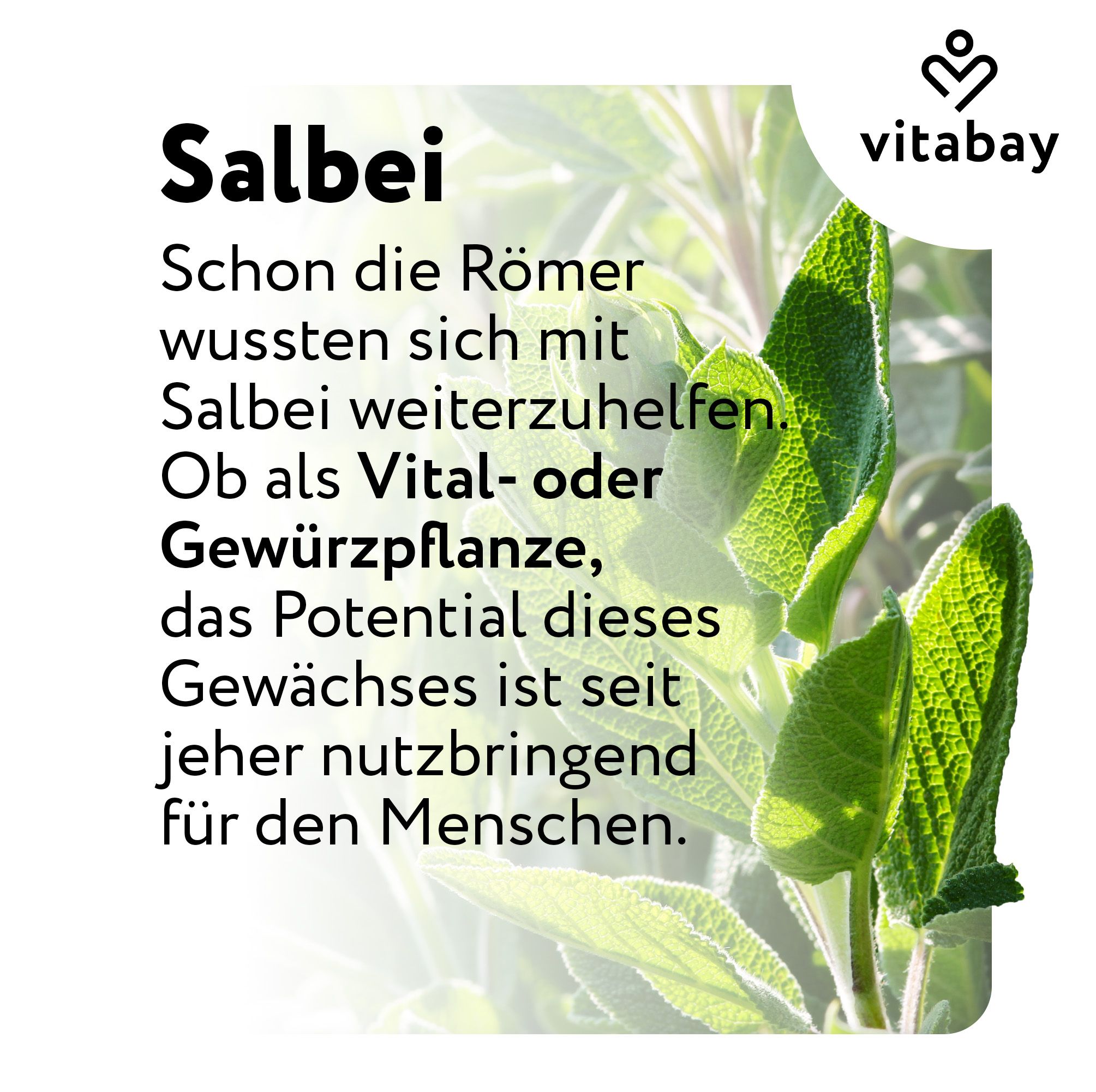 Salbei Pflanze mit Blättern, Text über die historische Nutzung von Salbei als Vital- und Gewürzpflanze.