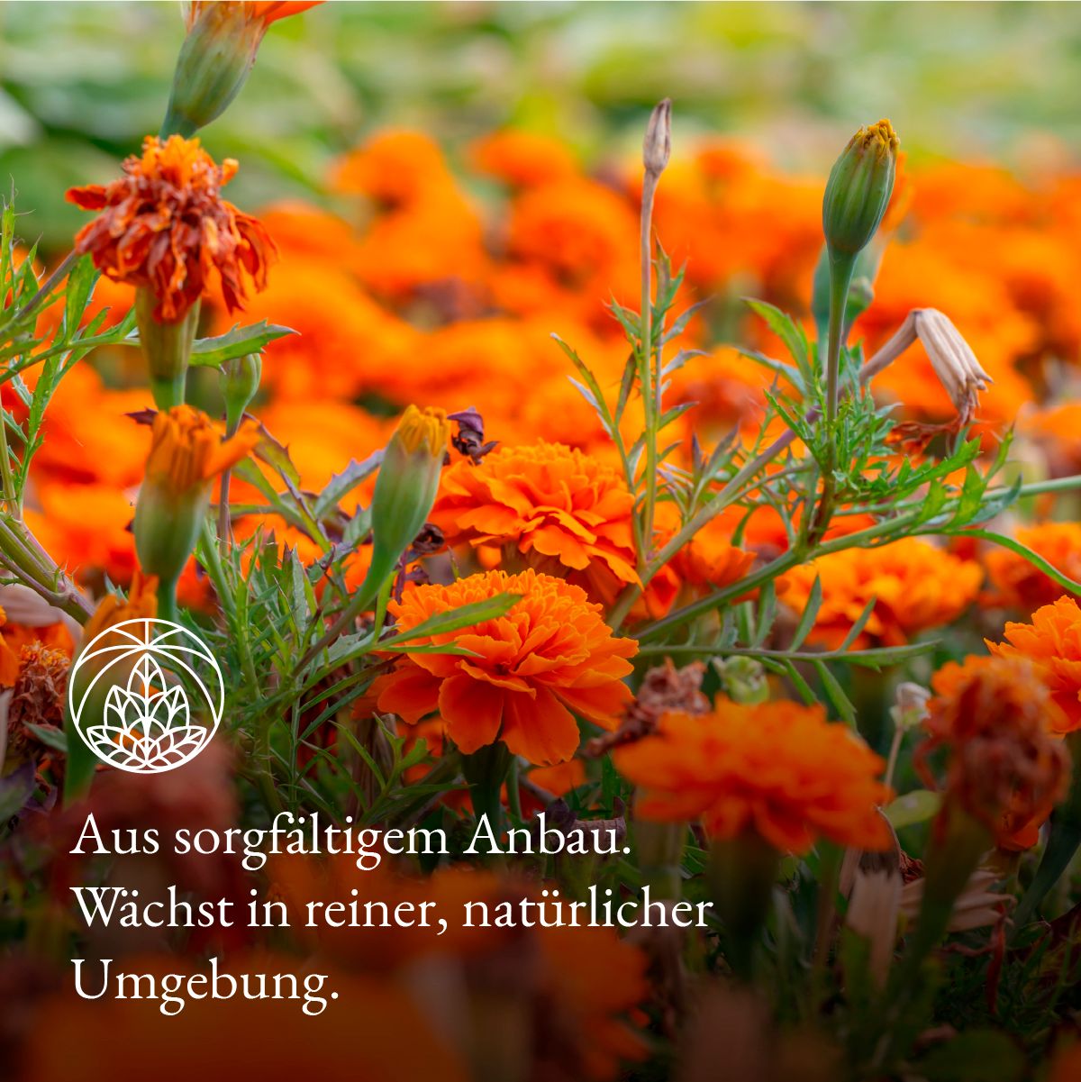Nahaufnahme von orangefarbenen Ringelblumenblüten. Text: Aus sorgfältigem Anbau. Wächst in reiner, natürlicher Umgebung.