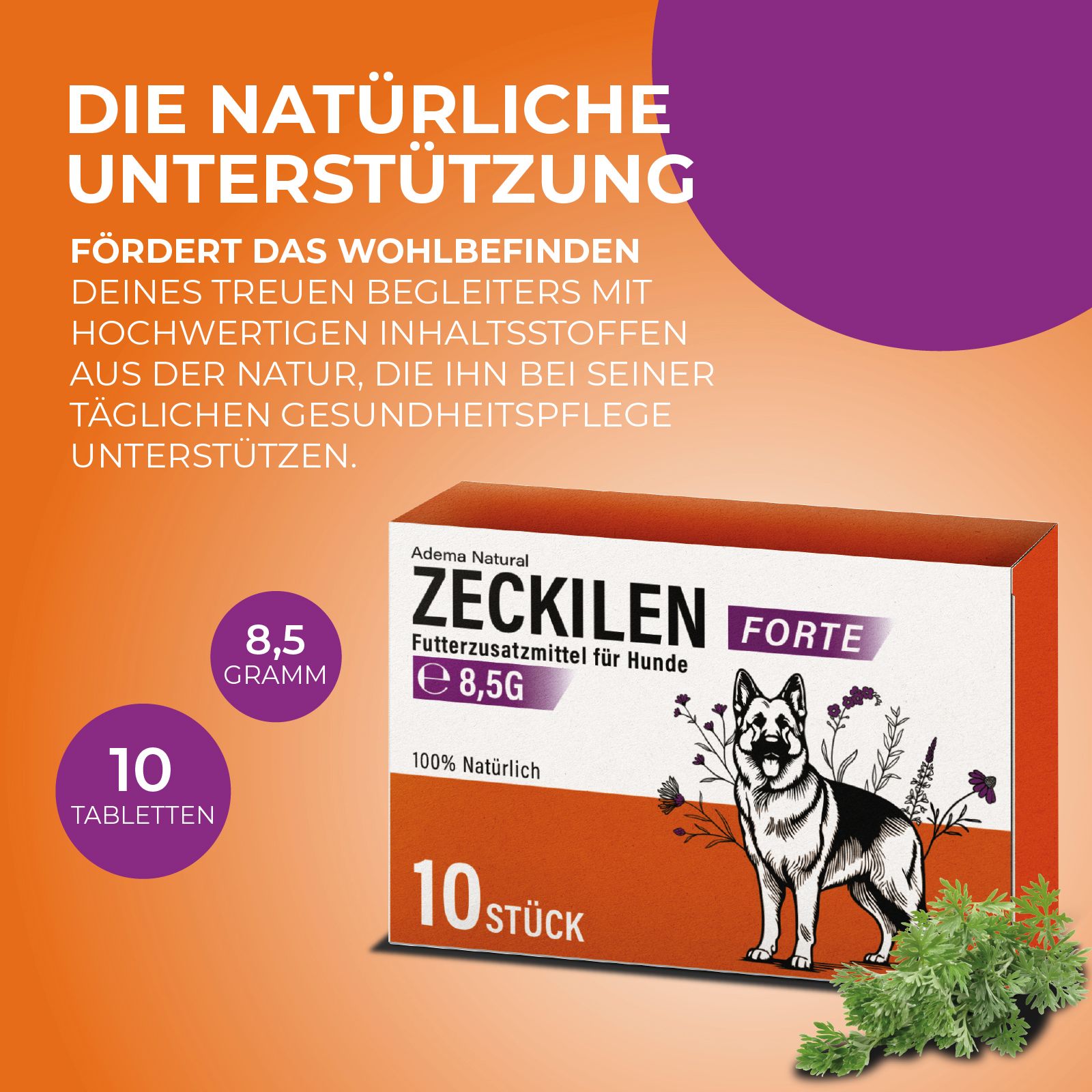 Werbebild mit "Zeckilen Forte"-Schachtel, 10 Tabletten. Text: "Die natürliche Unterstützung". Lila Akzente und Kräuter.