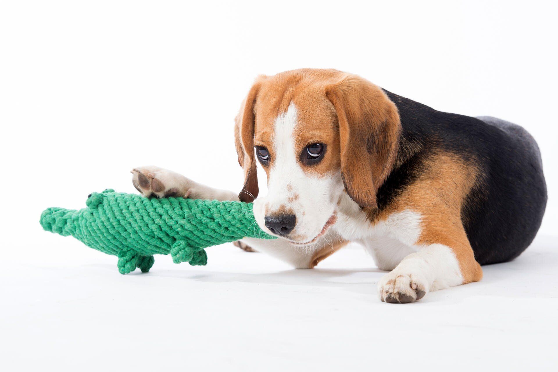 Hundespielzeug Kalli Krokodil - Laboni