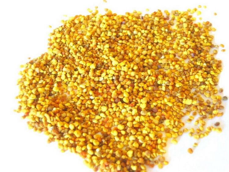 Nahaufnahme von gelben Blütenpollen-Körnern. Die Körner sind klein und unregelmäßig geformt. Hintergrund weiß.