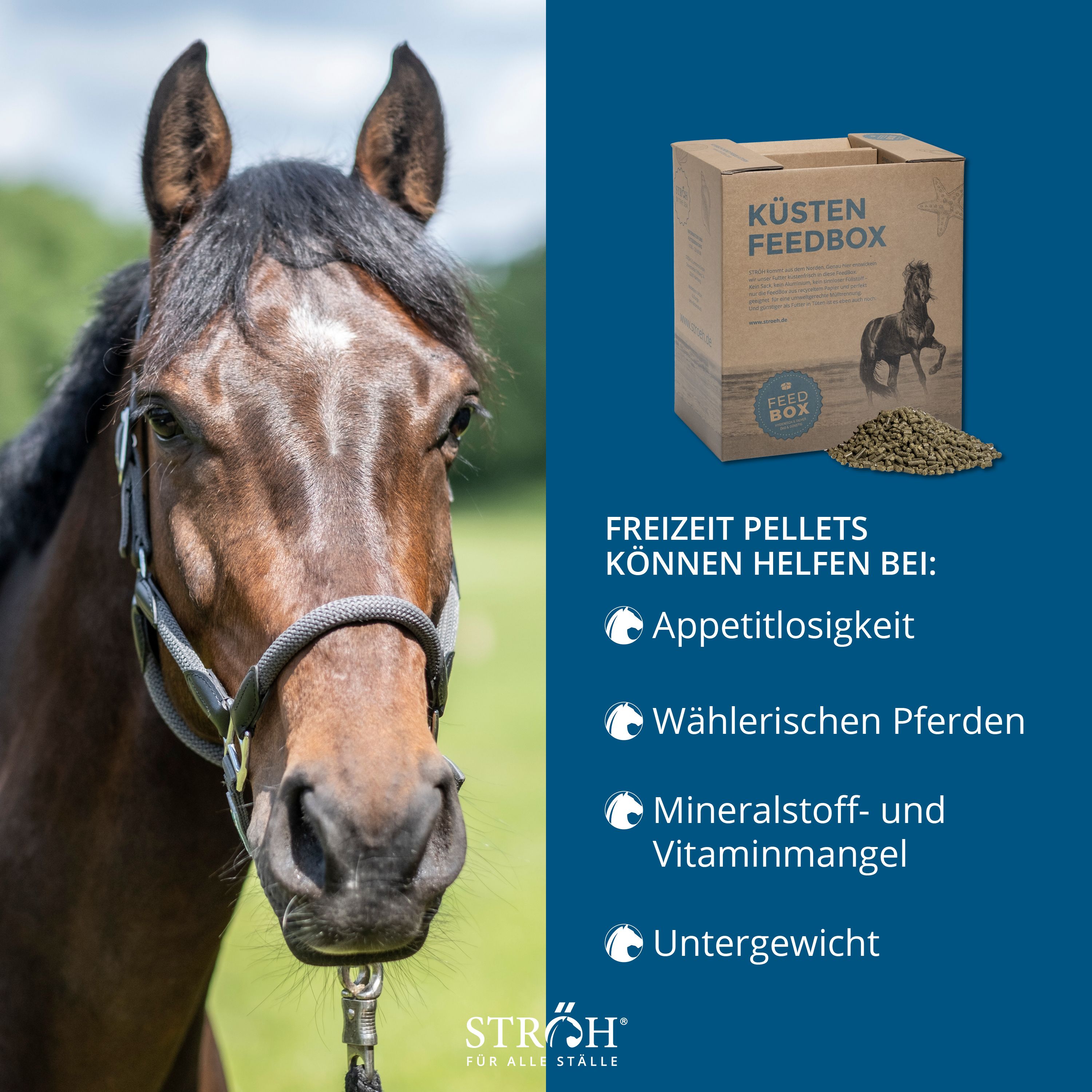 Pferd mit Halfter vor blauem Hintergrund. Daneben Kartonbox "KÜSTEN FEEDBOX" und Pellets. Marke STRÖH.