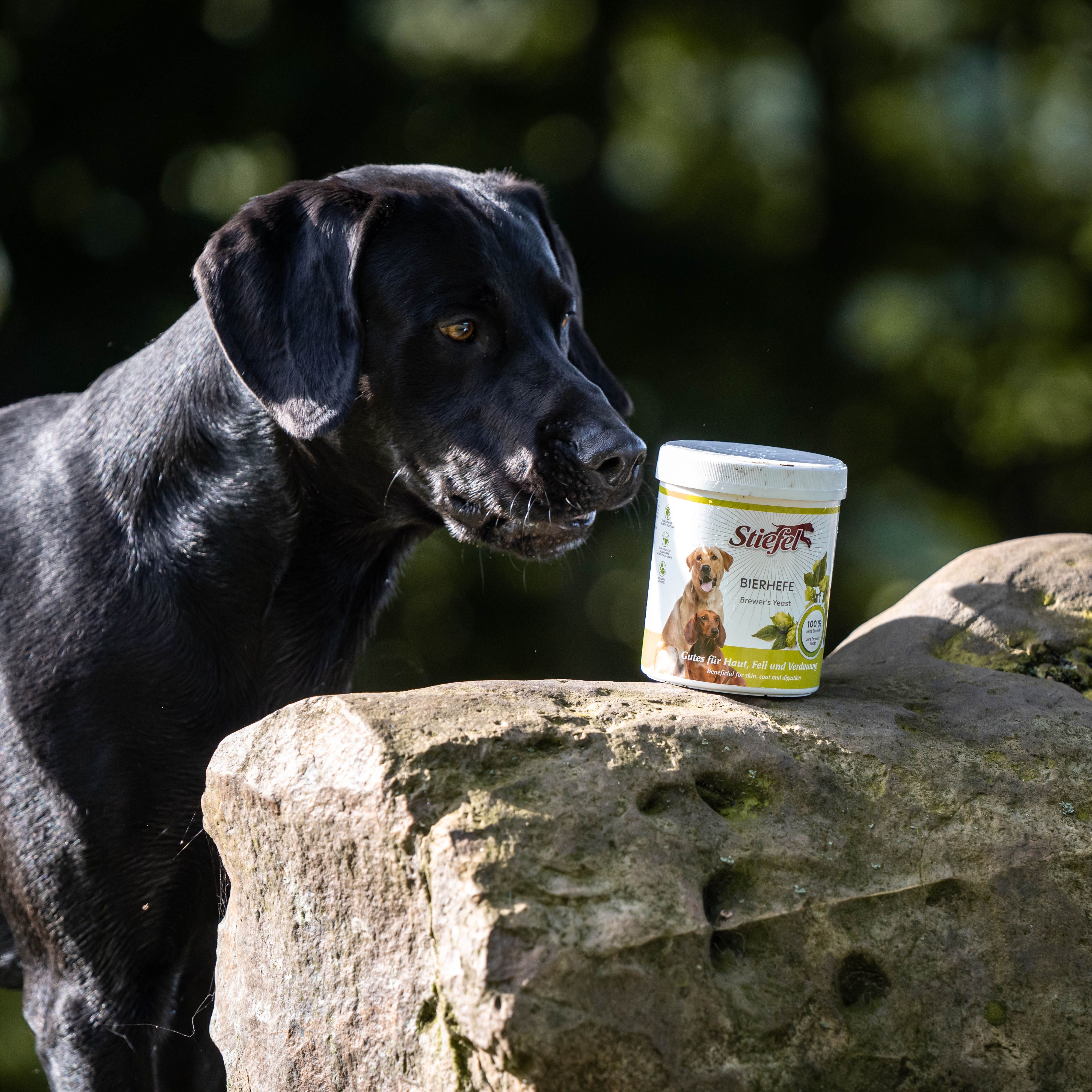 Schwarzer Hund neben einer Dose Stiefel Bierhefe. Die Dose steht auf einem Stein. Grün-weiße Verpackung.