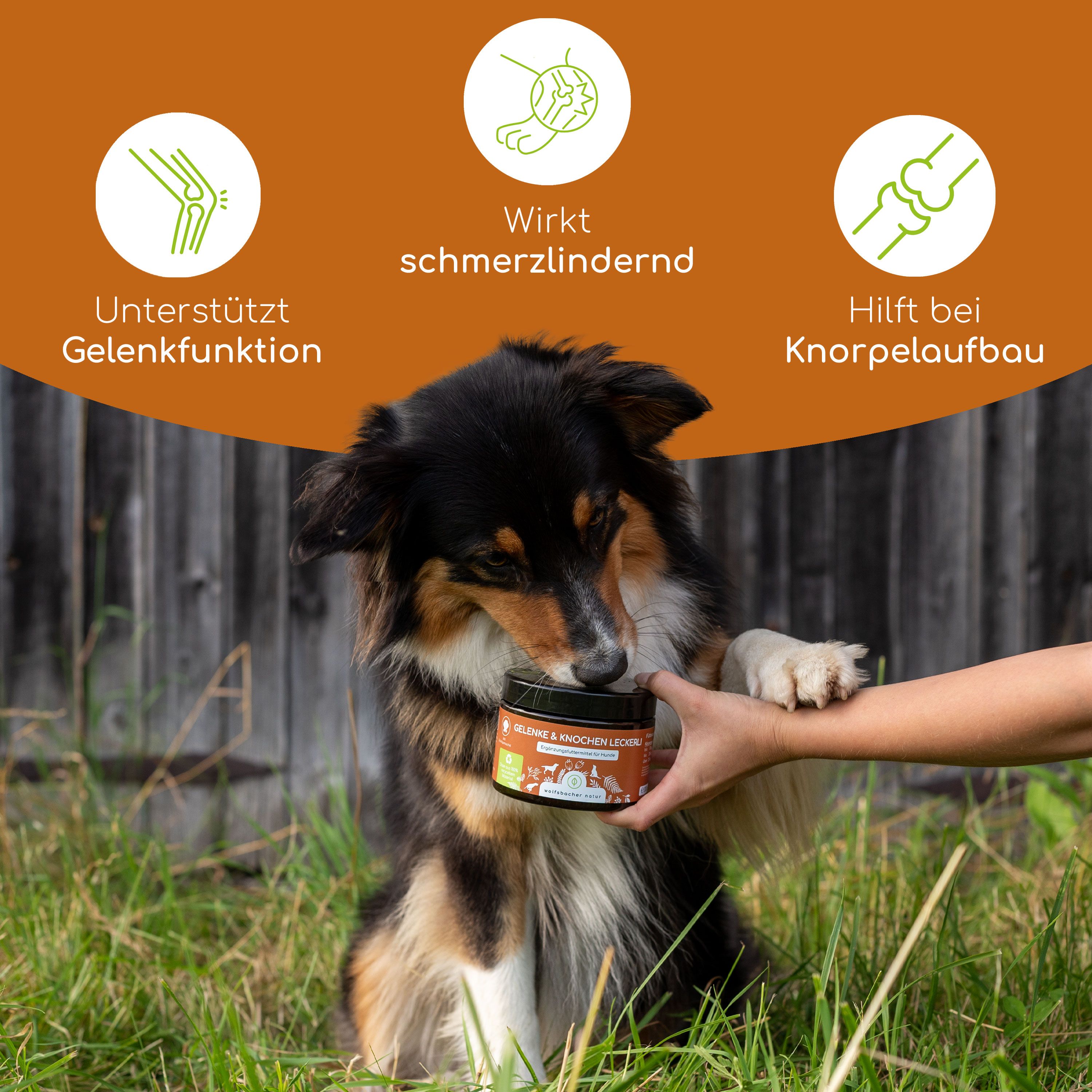 Ein Hund frisst Leckerlis aus einem Glas. Auf dem Glas steht "Gelenke & Knochen Leckerli".
