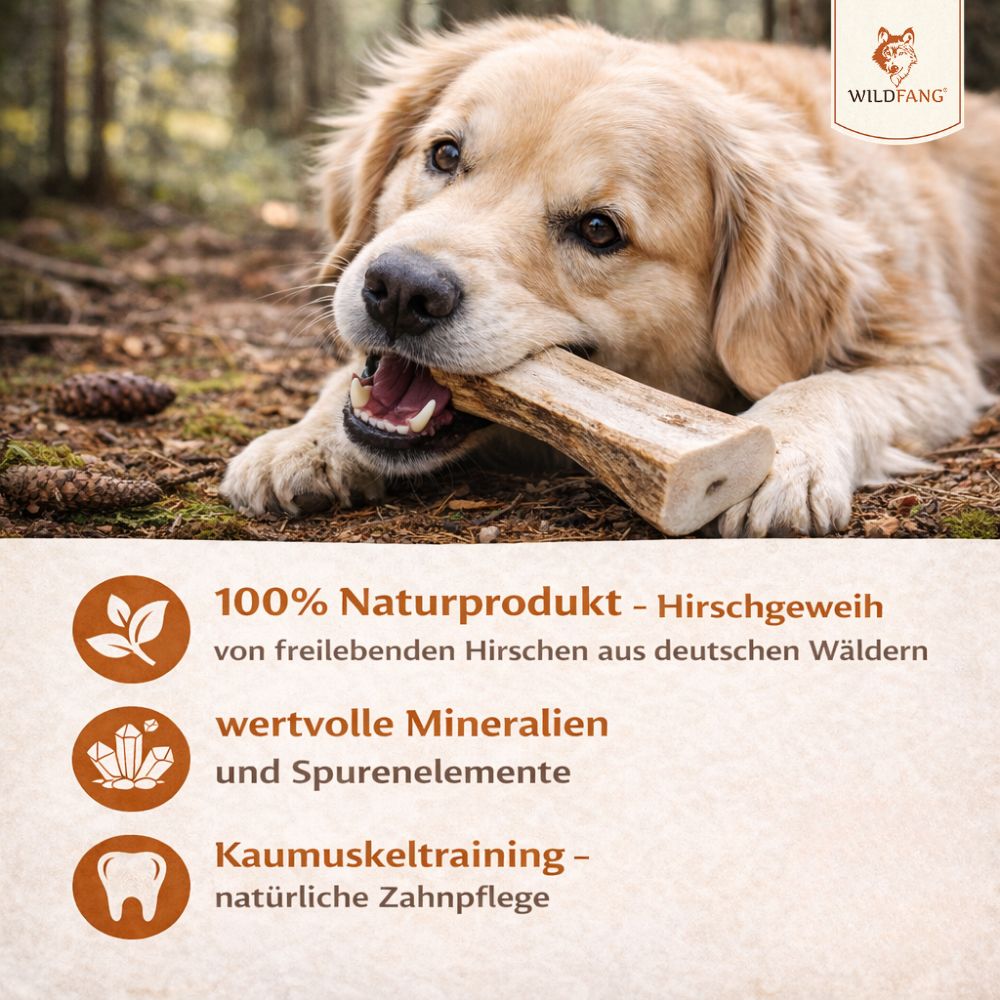 Hund kaut auf halber Rothirsch-Kaustange. Text: 100% Naturprodukt, wertvolle Mineralien, Kaumuskeltraining.