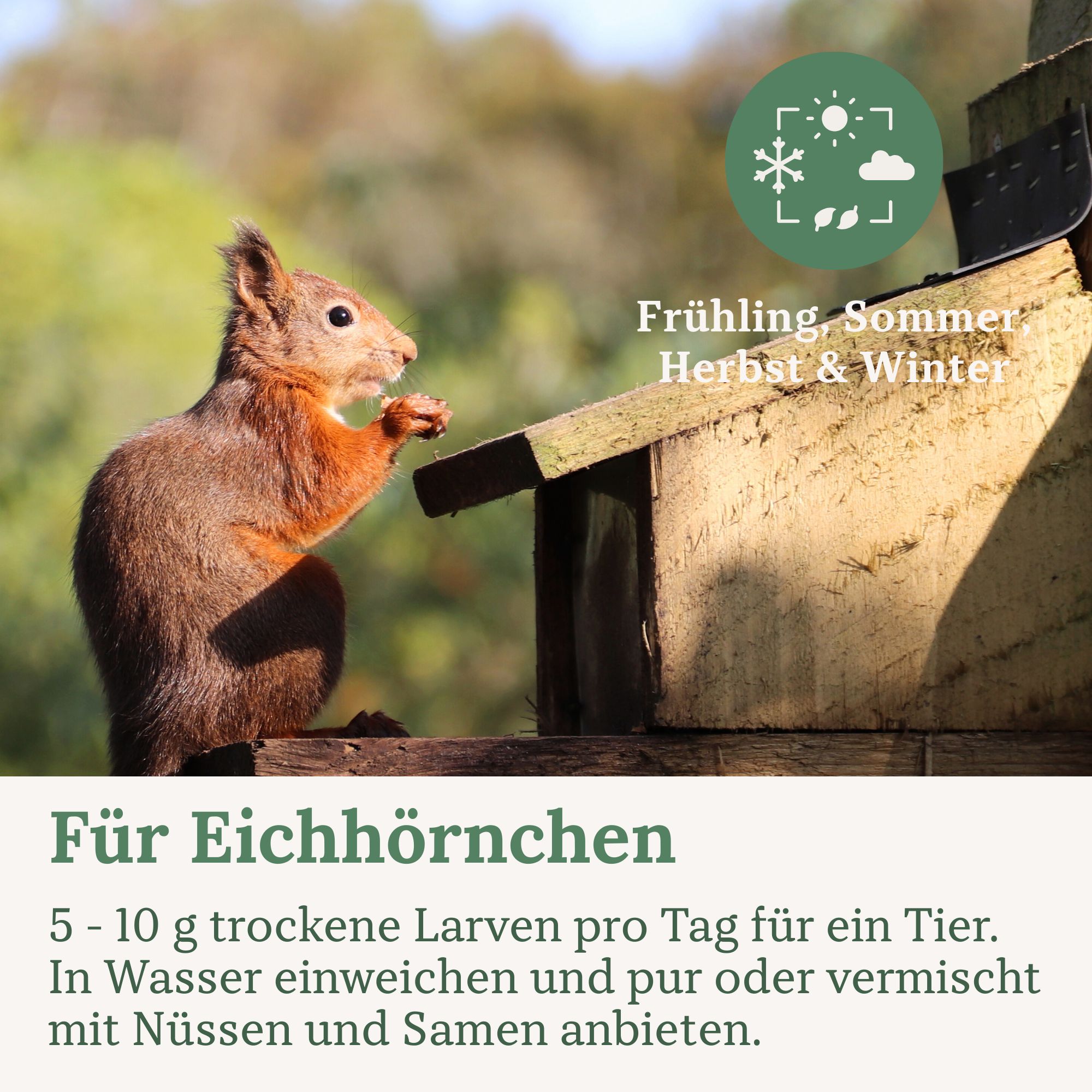 Eichhörnchen frisst an einem Futterhaus. Text: Für Eichhörnchen. 5-10 g trockene Larven pro Tag. In Wasser einweichen und mit Nüssen und Samen anbieten.