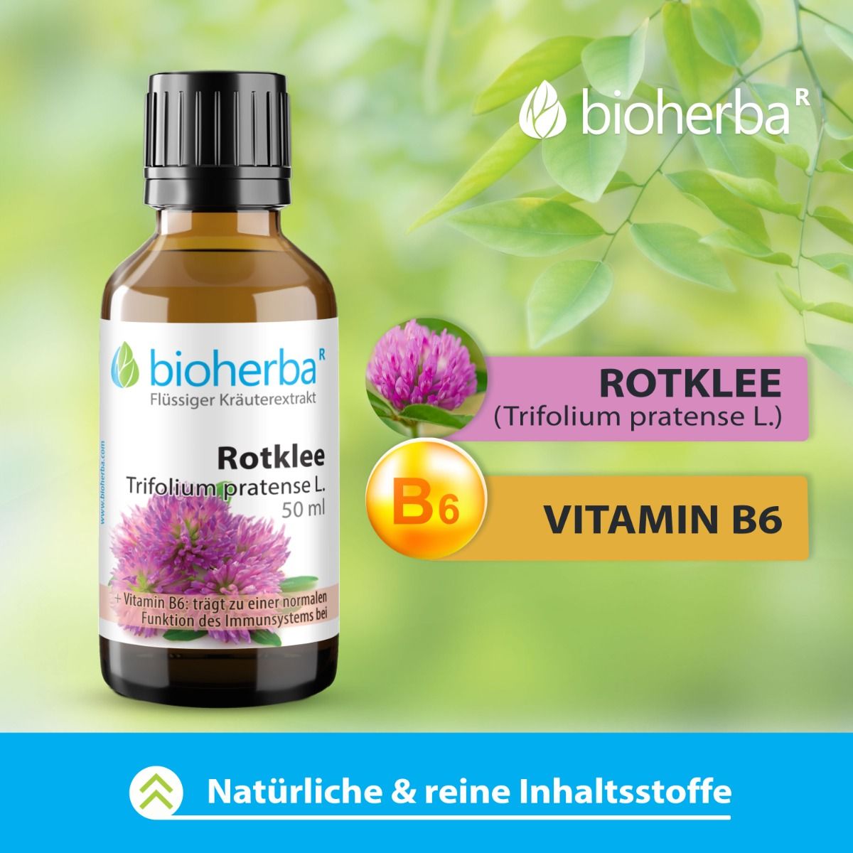 Rotklee Trifolium pratense L. Tropfen Tinktur 50 ml PZN 17187474