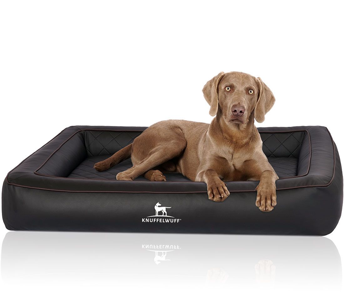 Hund liegt auf orthopädischem Hundebett Hampstead. Schwarzes Bett mit gesteppter Liegefläche und erhöhtem Rand. Knuffelwuff Logo.
