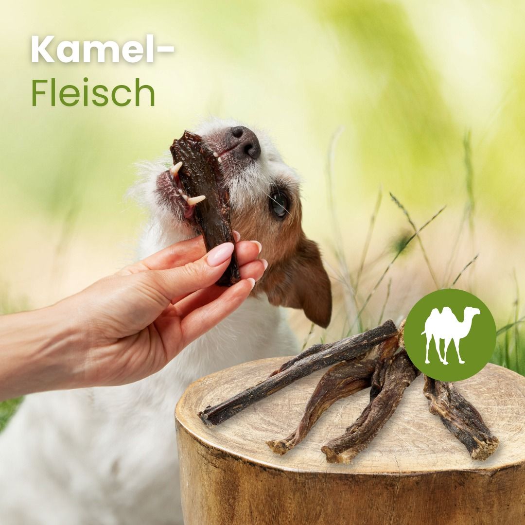 Hund kaut auf einem getrockneten Kamel-Fleischstreifen.