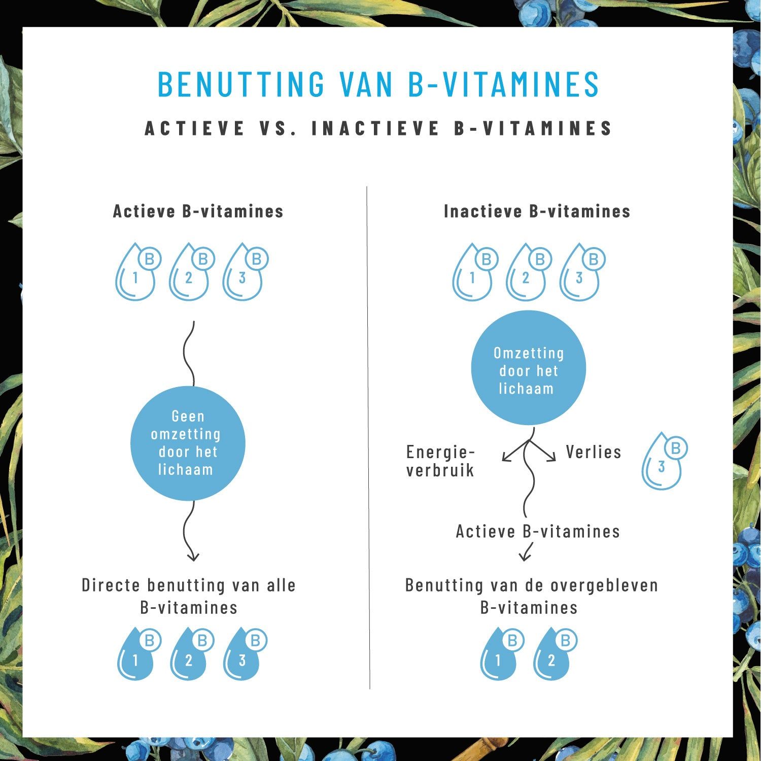 Infografik: Aktive vs. inaktive B-Vitamine. Diagramm zeigt die Nutzung von B-Vitaminen im Körper. Hintergrund mit floralem Muster.